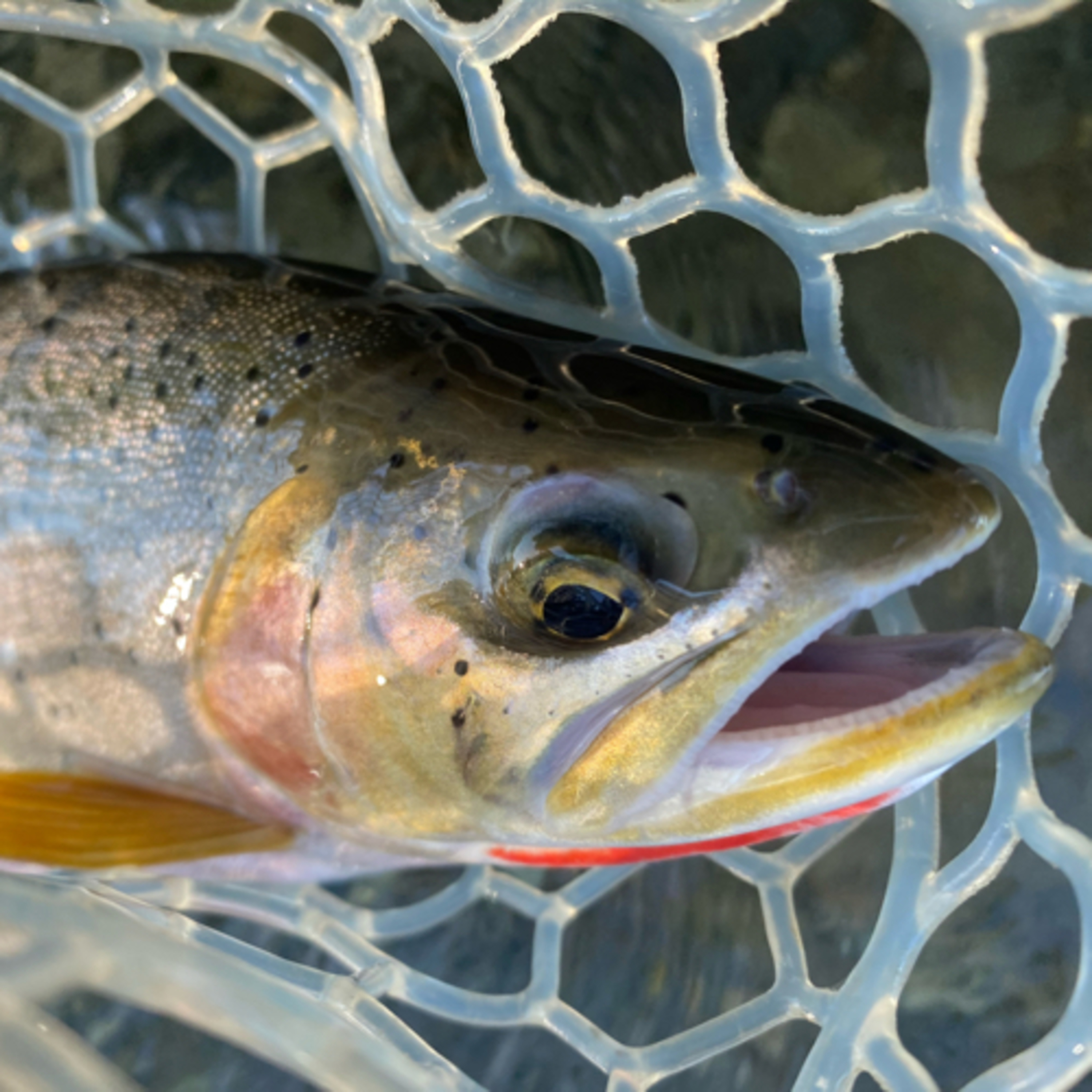 The Ellensburg Angler Podcast