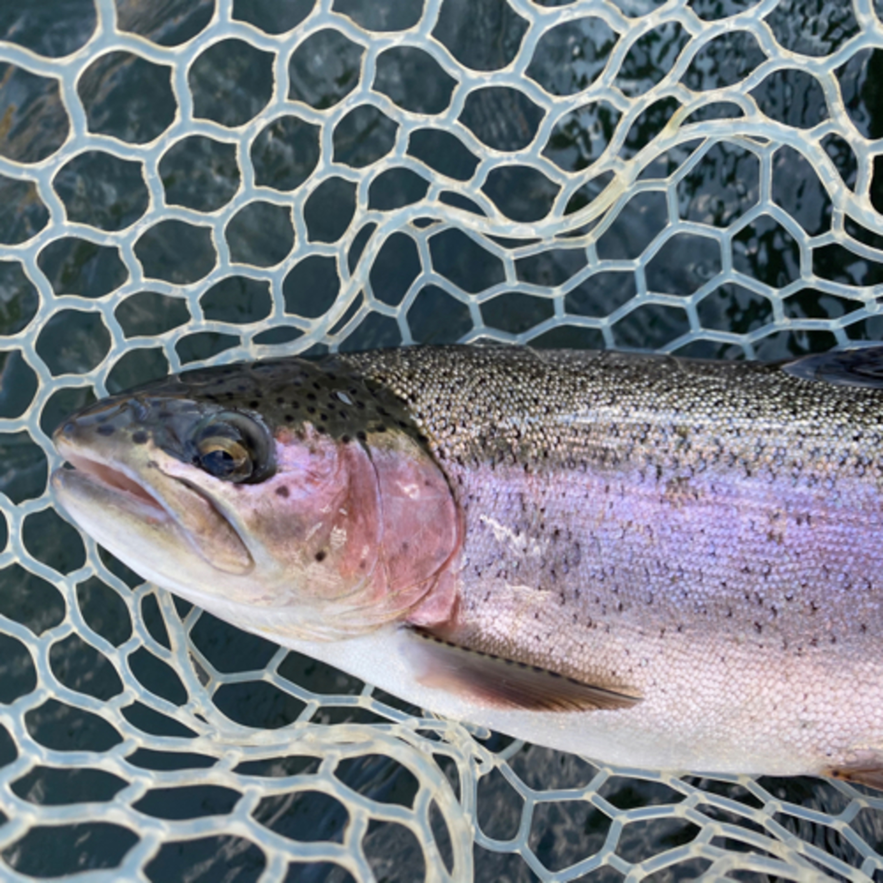 The Ellensburg Angler Podcast