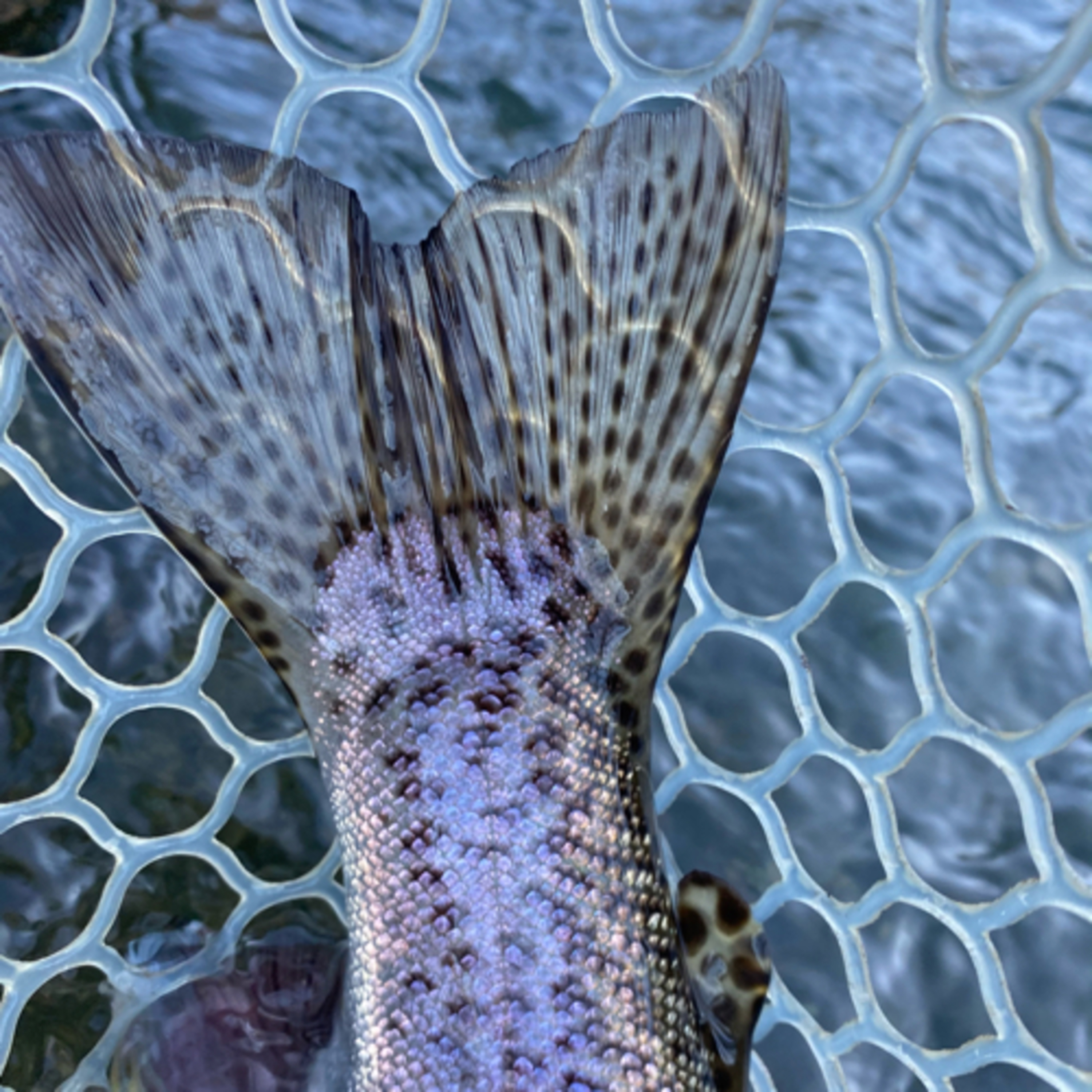 The Ellensburg Angler Podcast