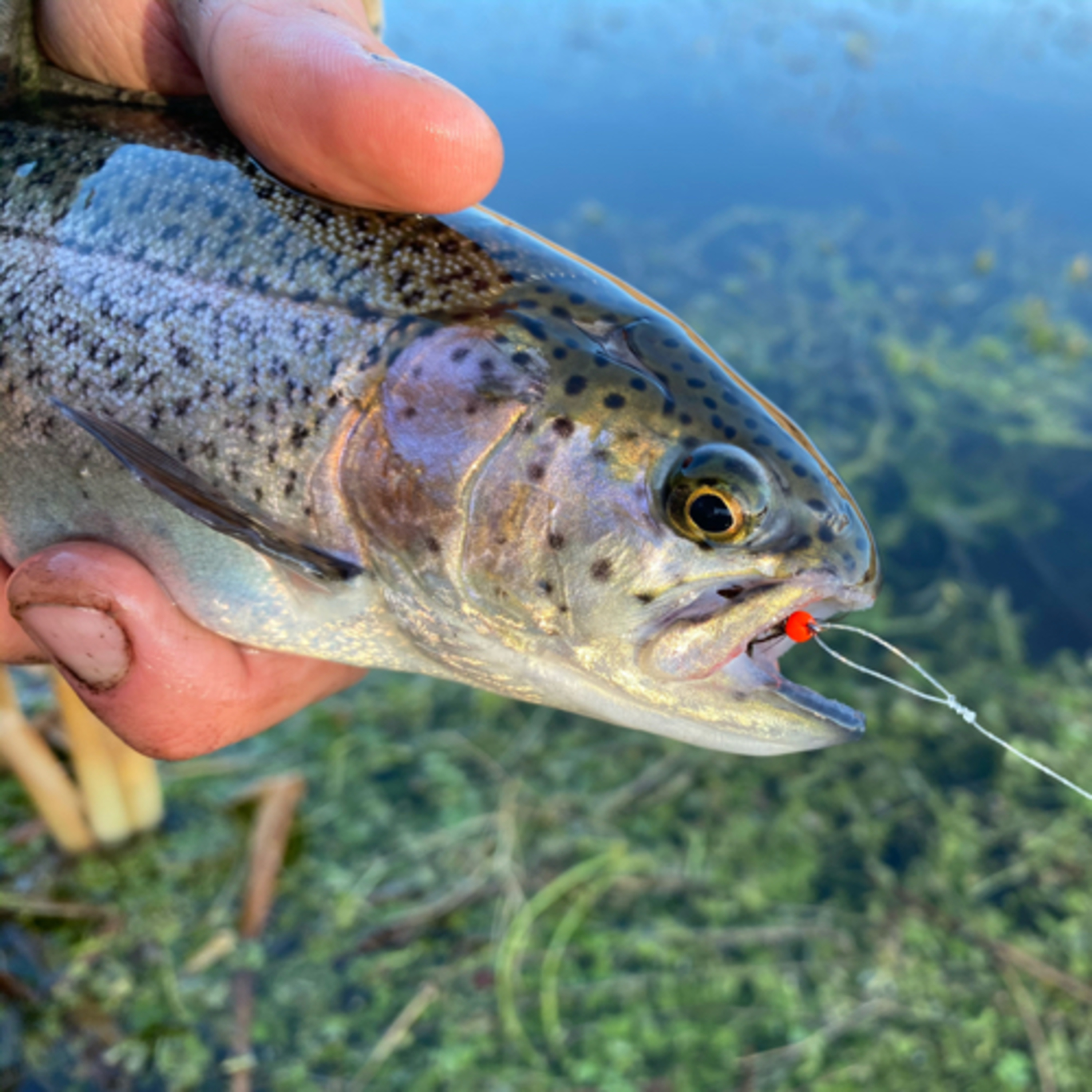 The Ellensburg Angler Podcast