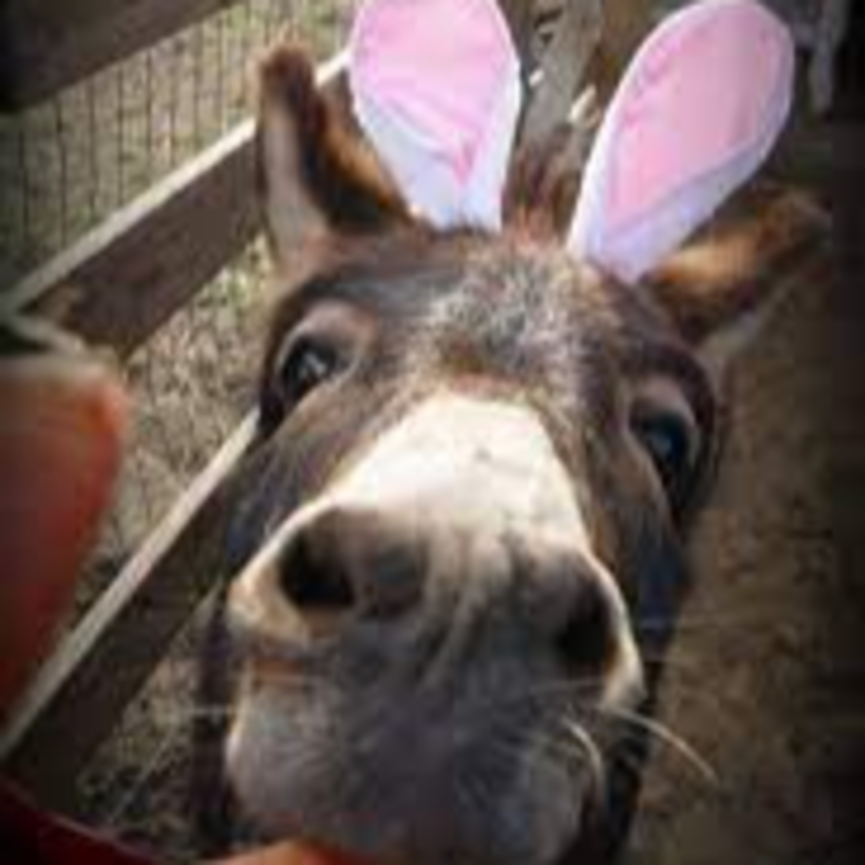 16. The Easter Show episode artwork