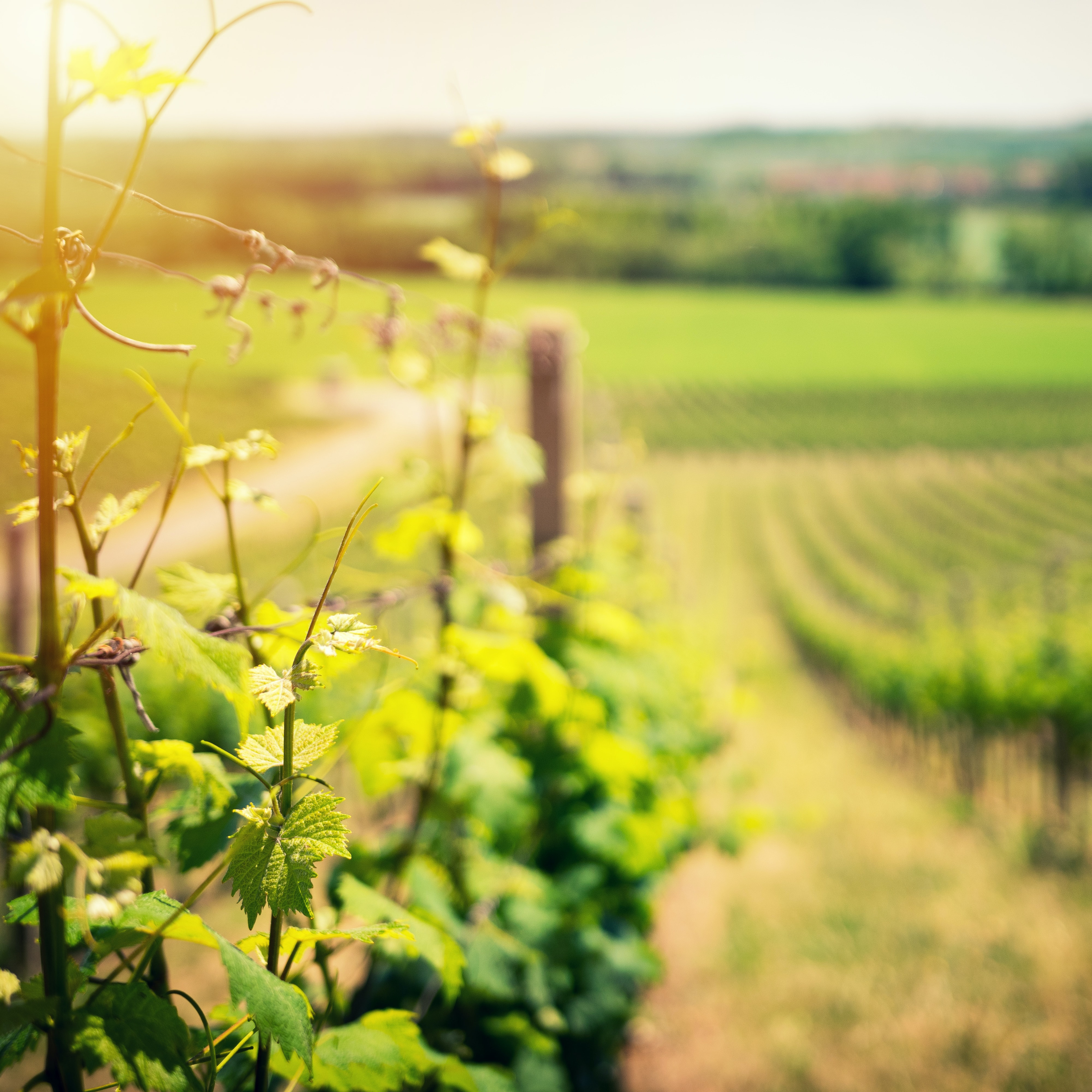 The New Every Morning Podcast