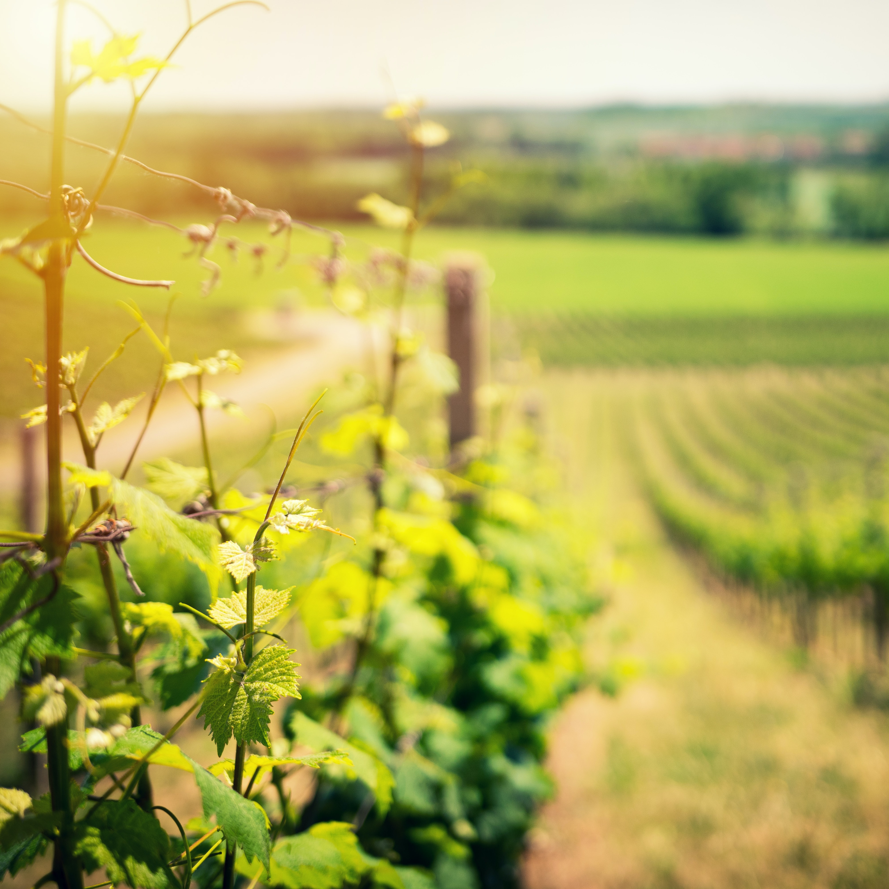 The New Every Morning Podcast