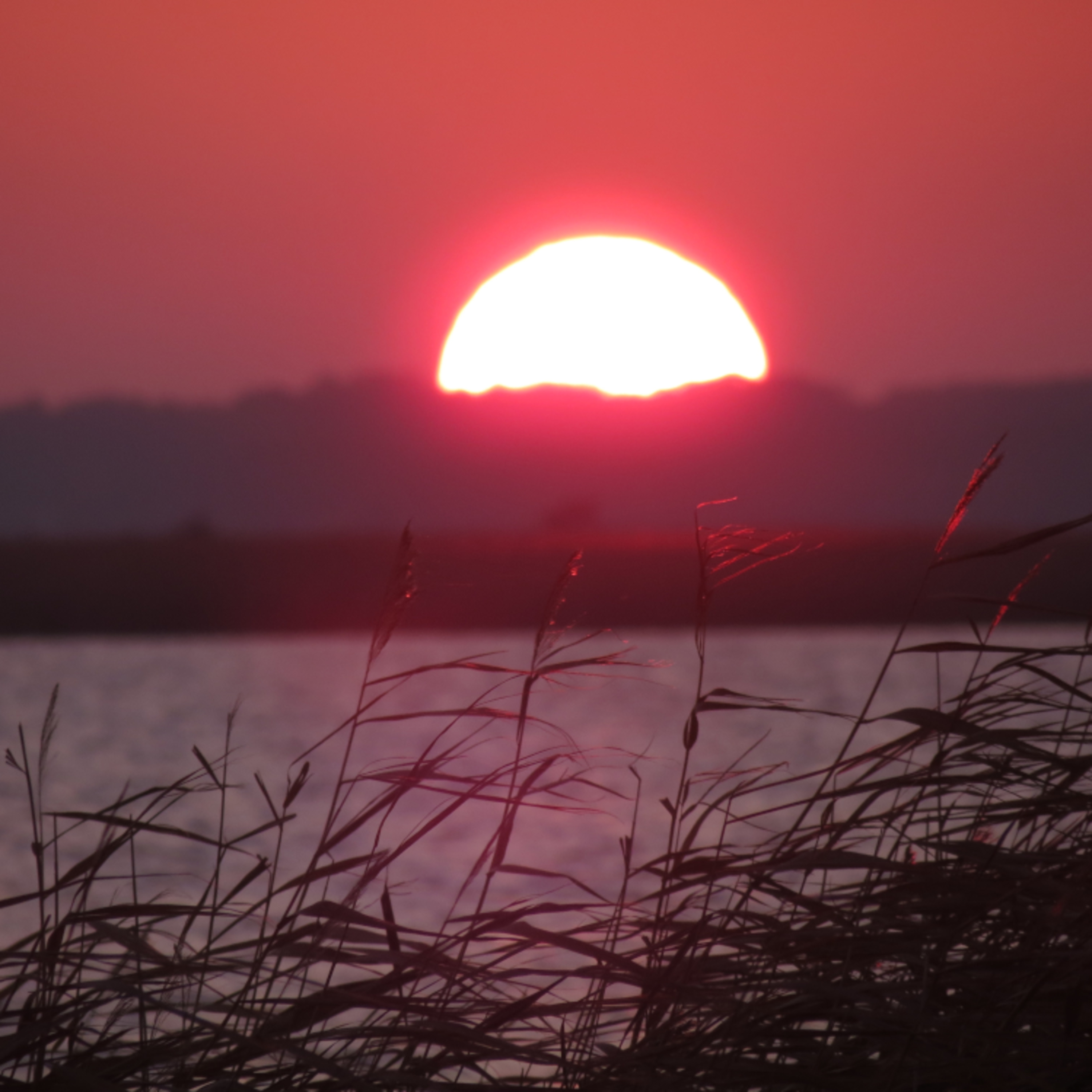 1 - Linnulauluhommikud