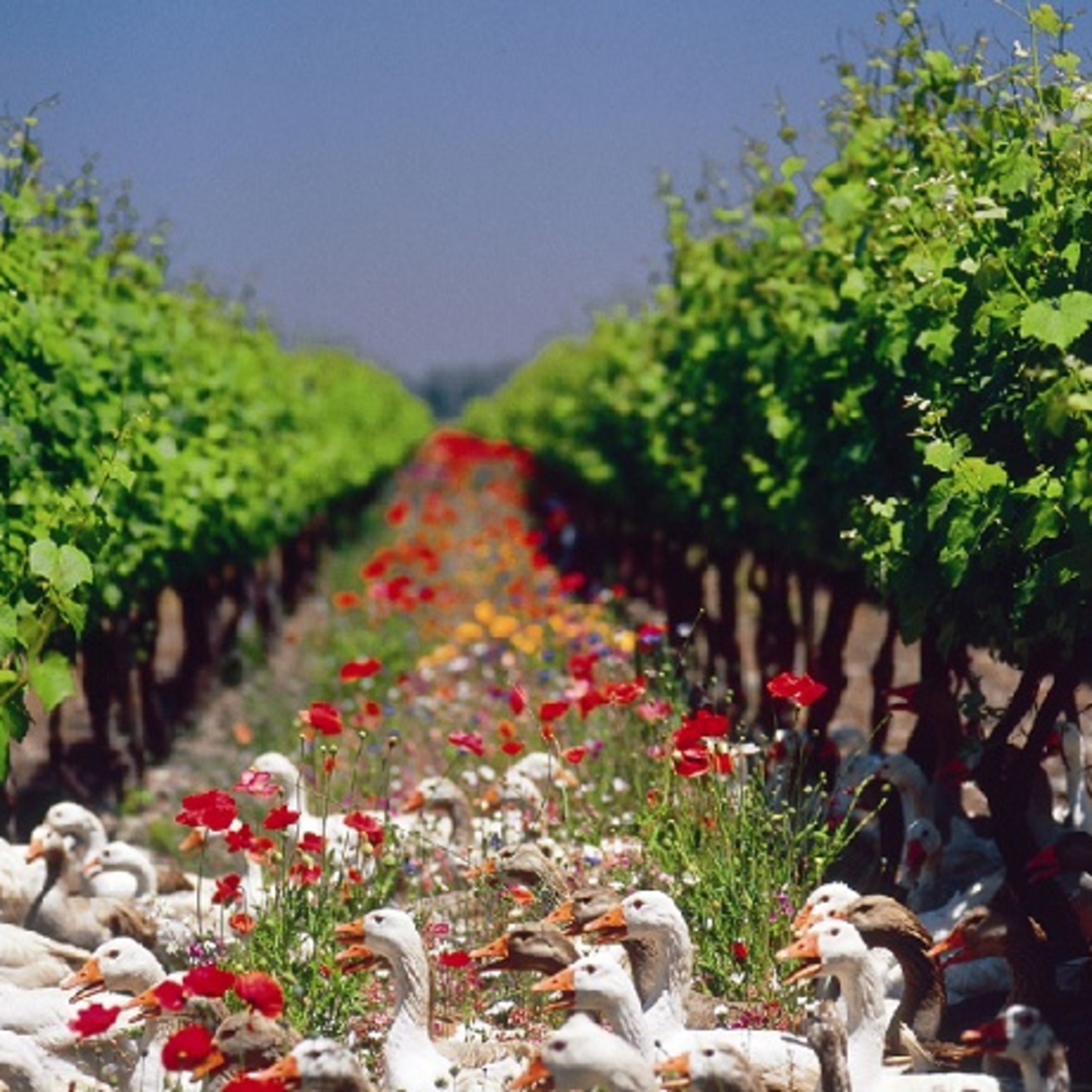 Wine Plus Podcast