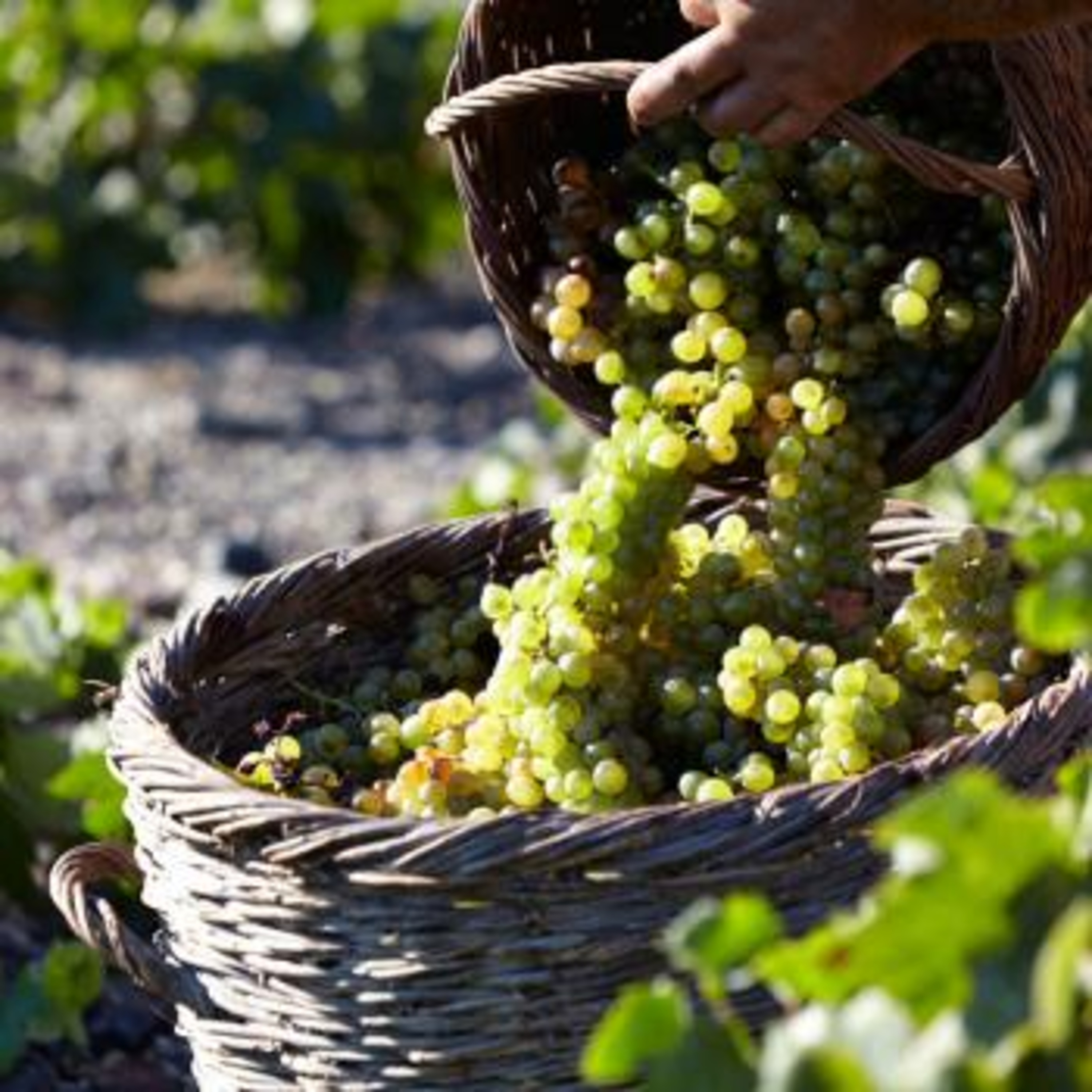Wine Plus Podcast