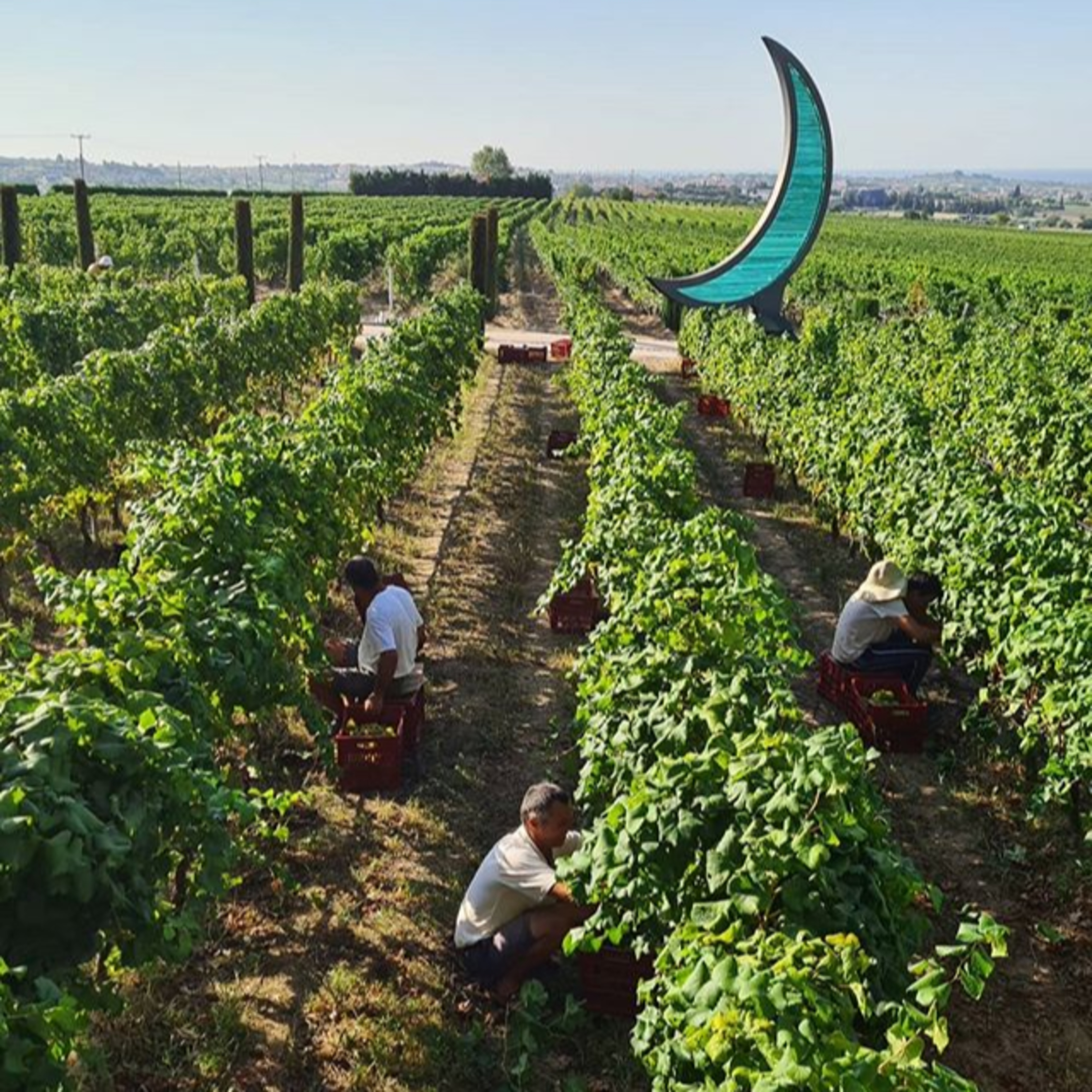 Wine Plus Podcast