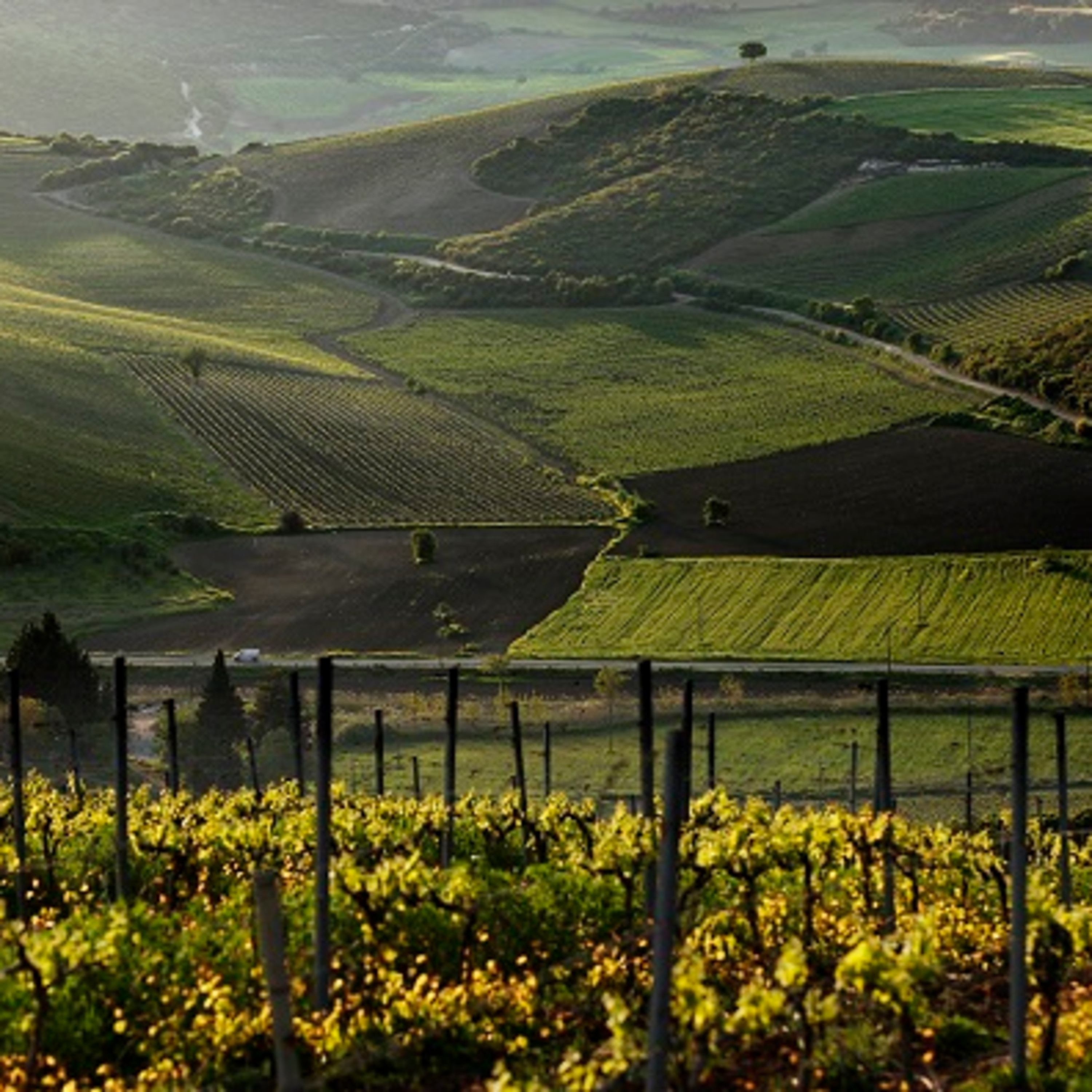 Wine Plus Podcast