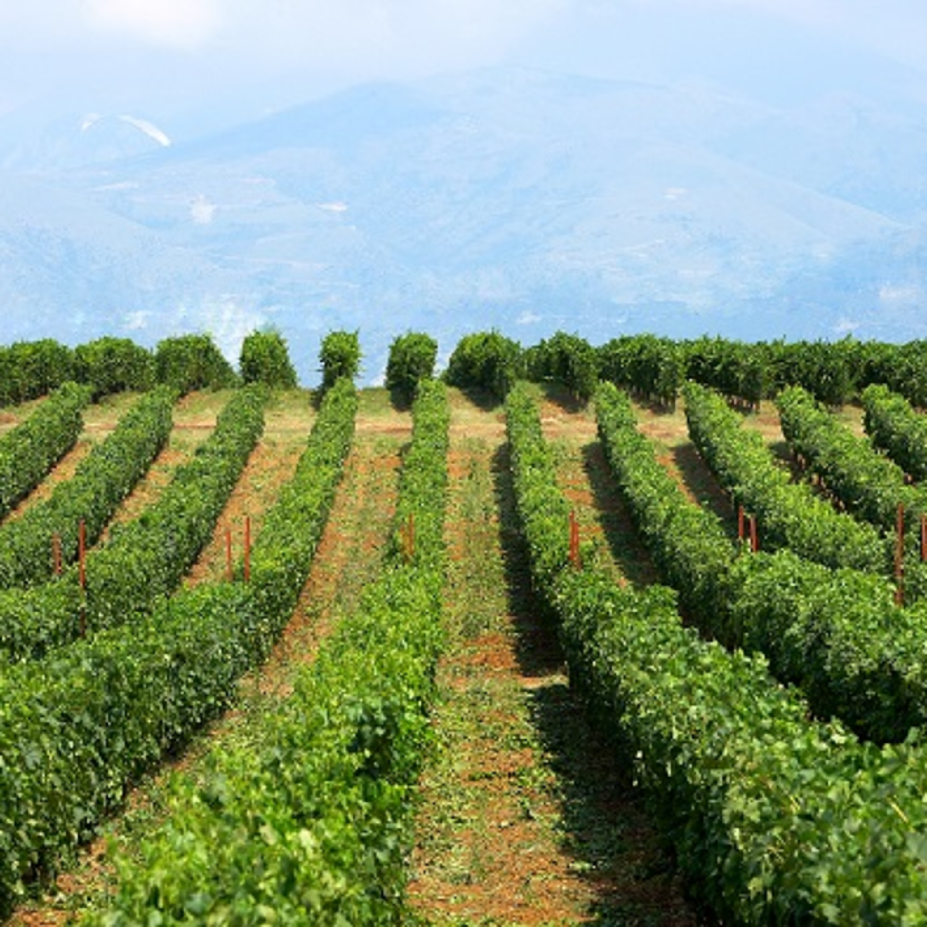 Wine Plus Podcast