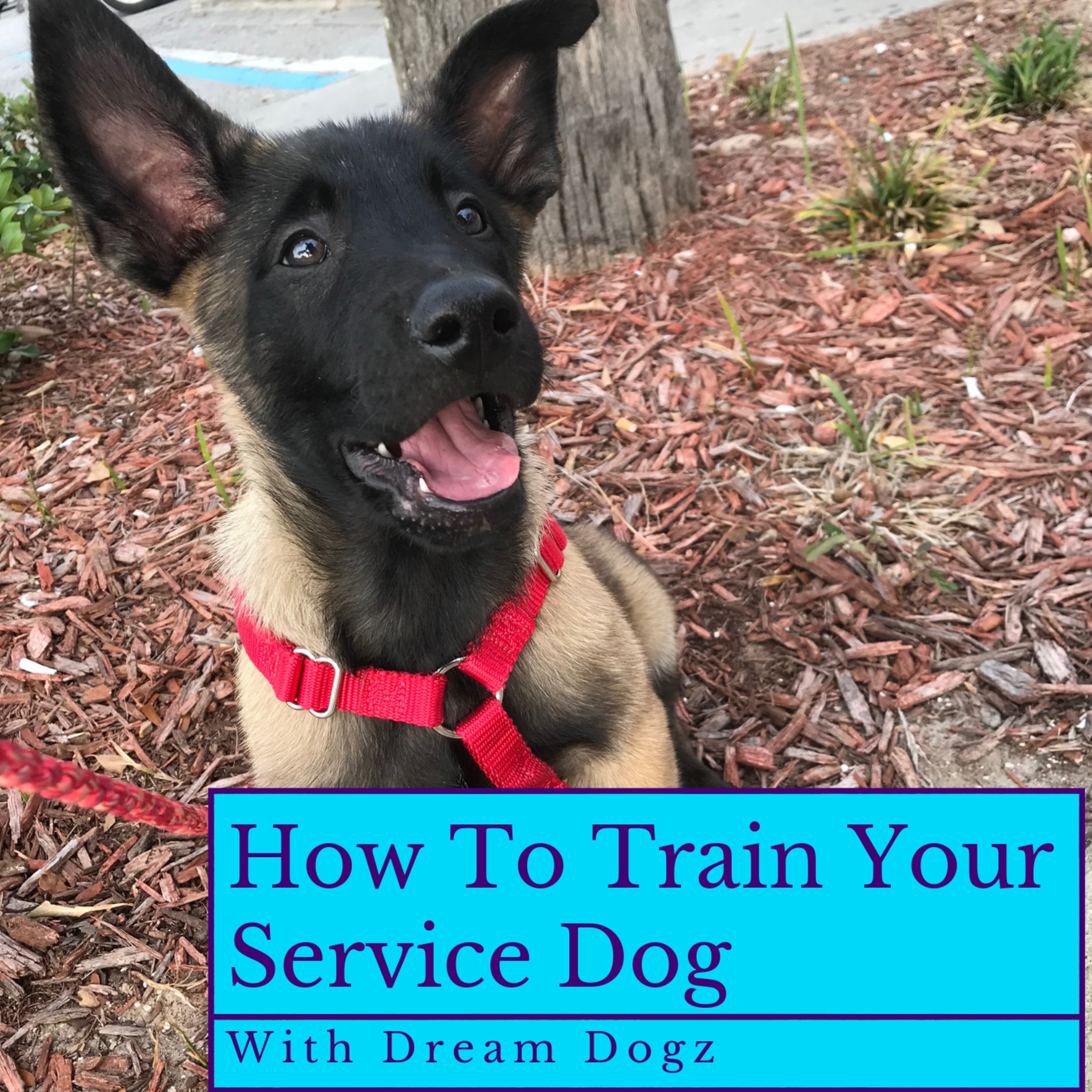 Service Dog Success - with Victoria Warfel