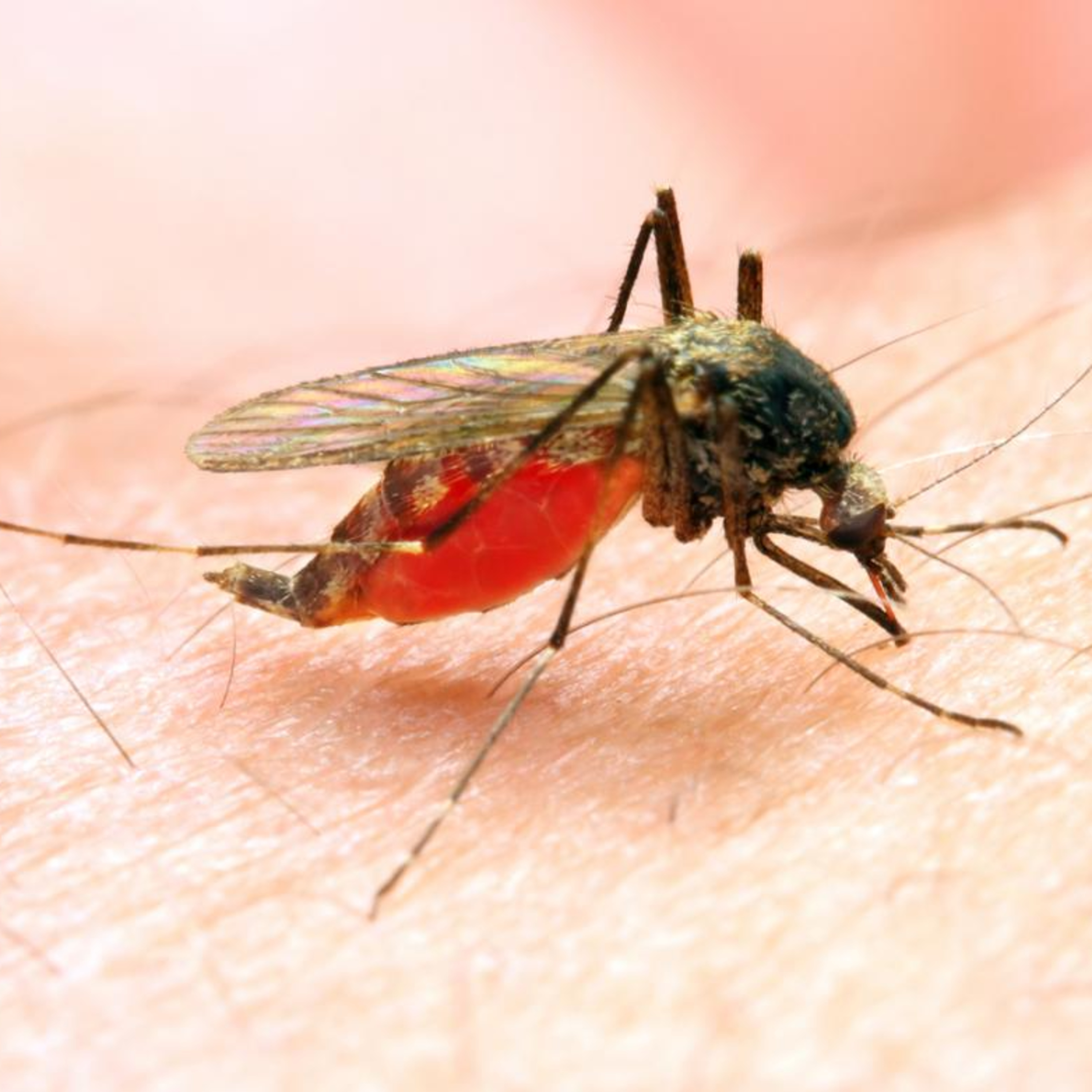Vaccination Sensation