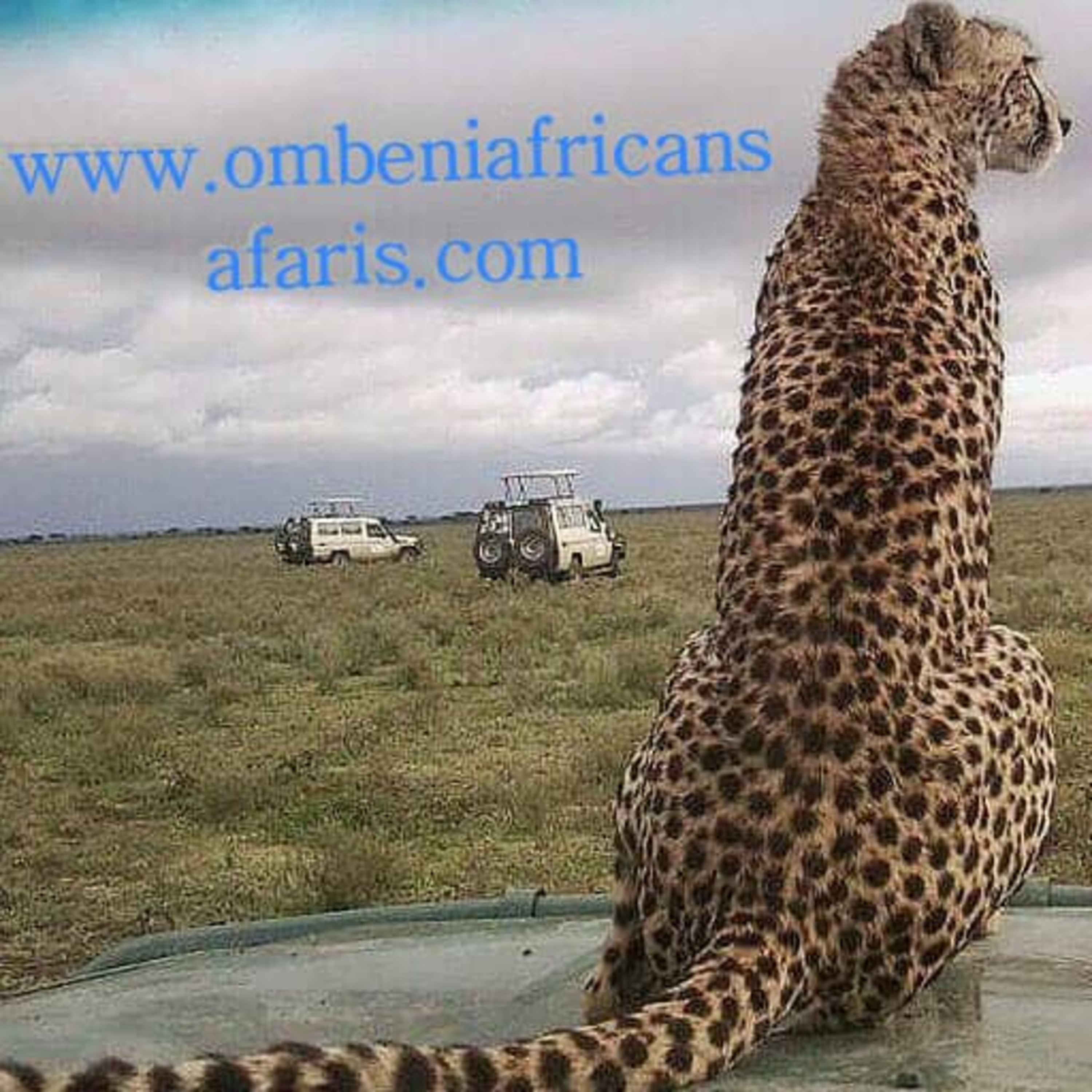 Ombeni Cast- Africa Virtual Education