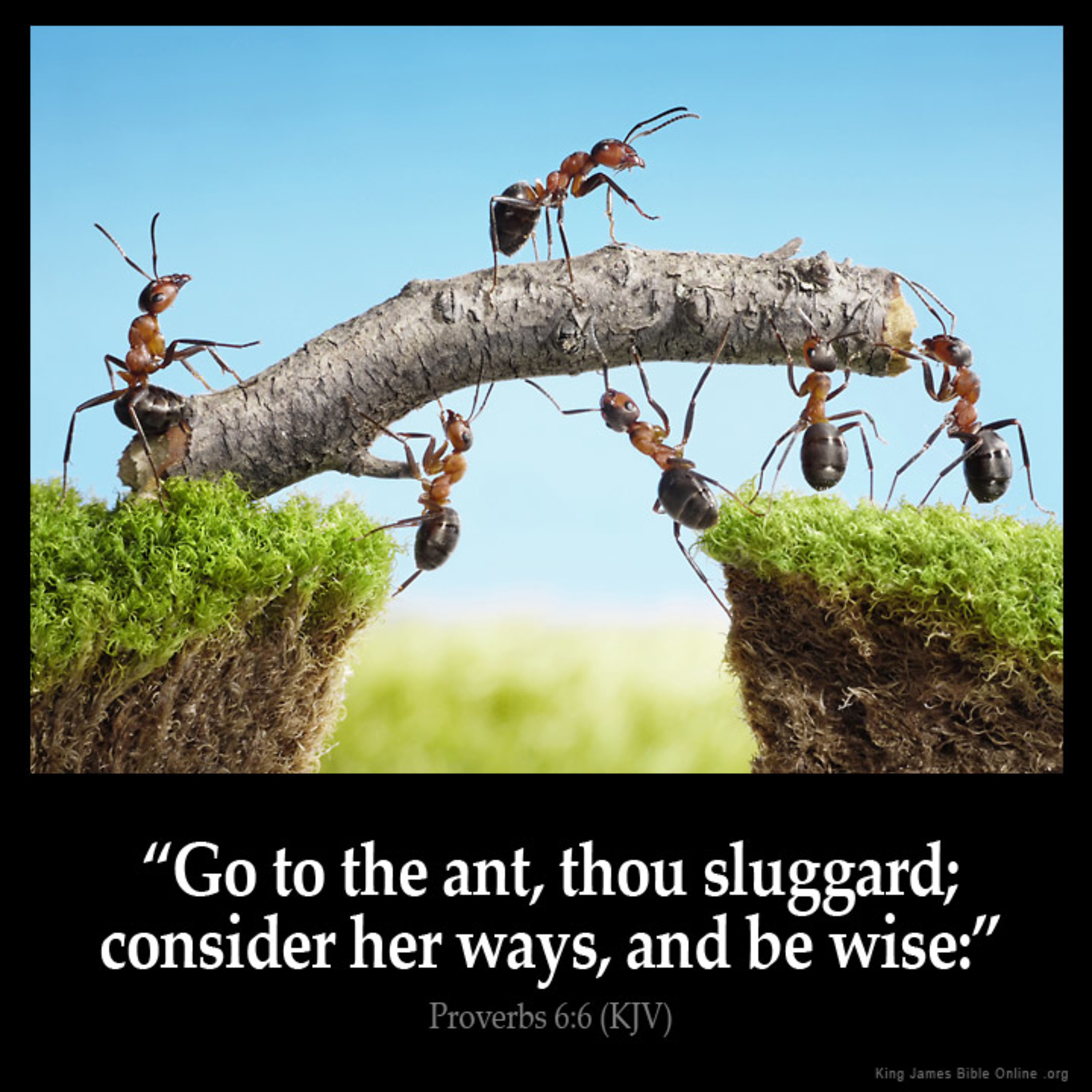 Look To The Ant!!! episode artwork