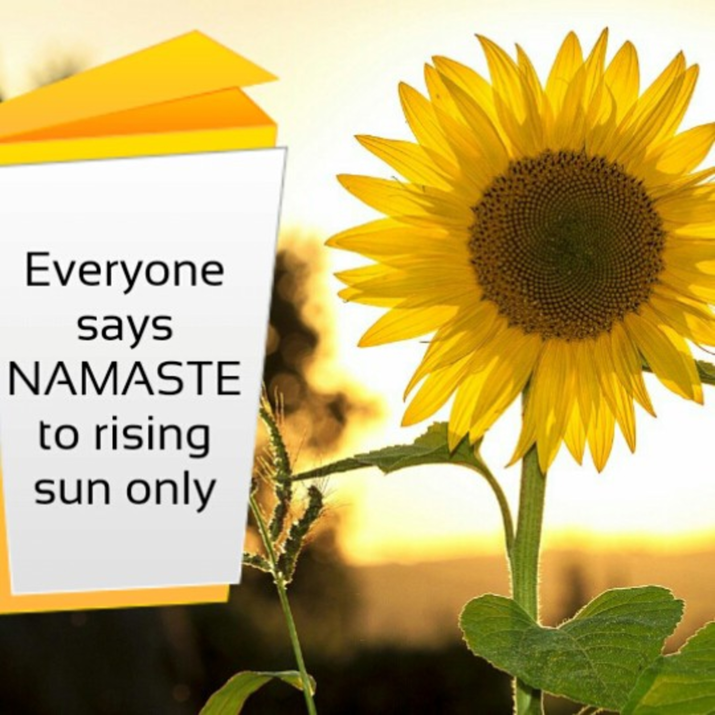 Everyone says NAMASTE to rising sun only episode artwork