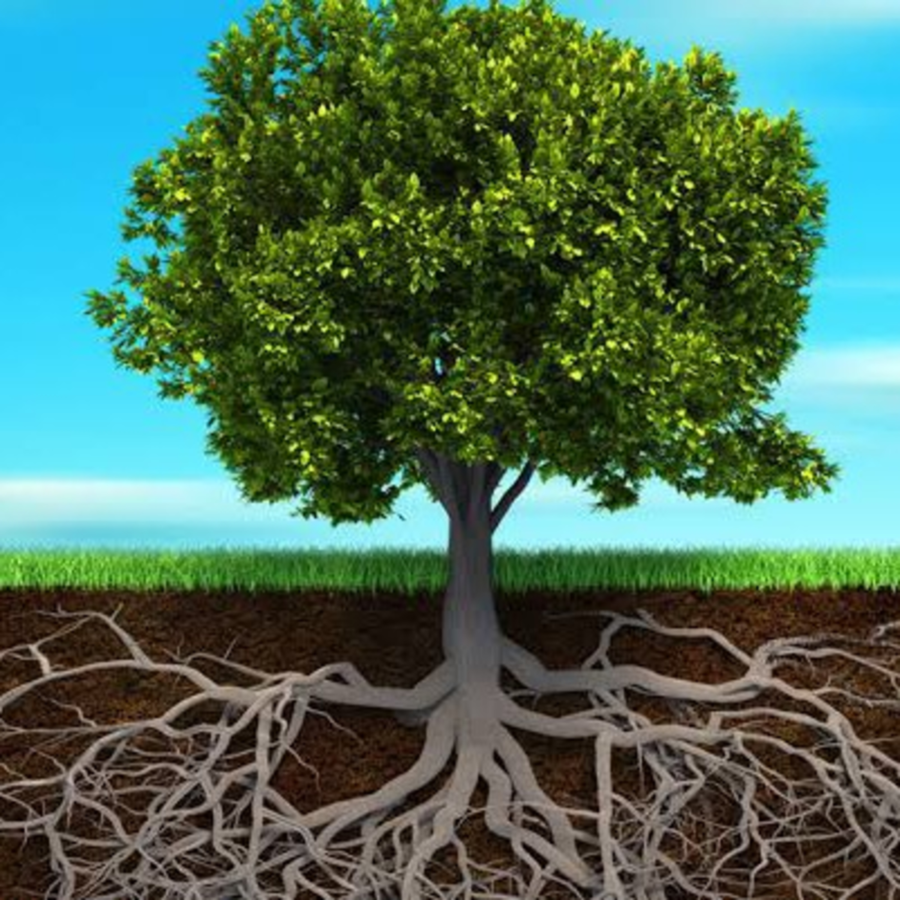 PLANTED, ROOTED AND FLOURISHING