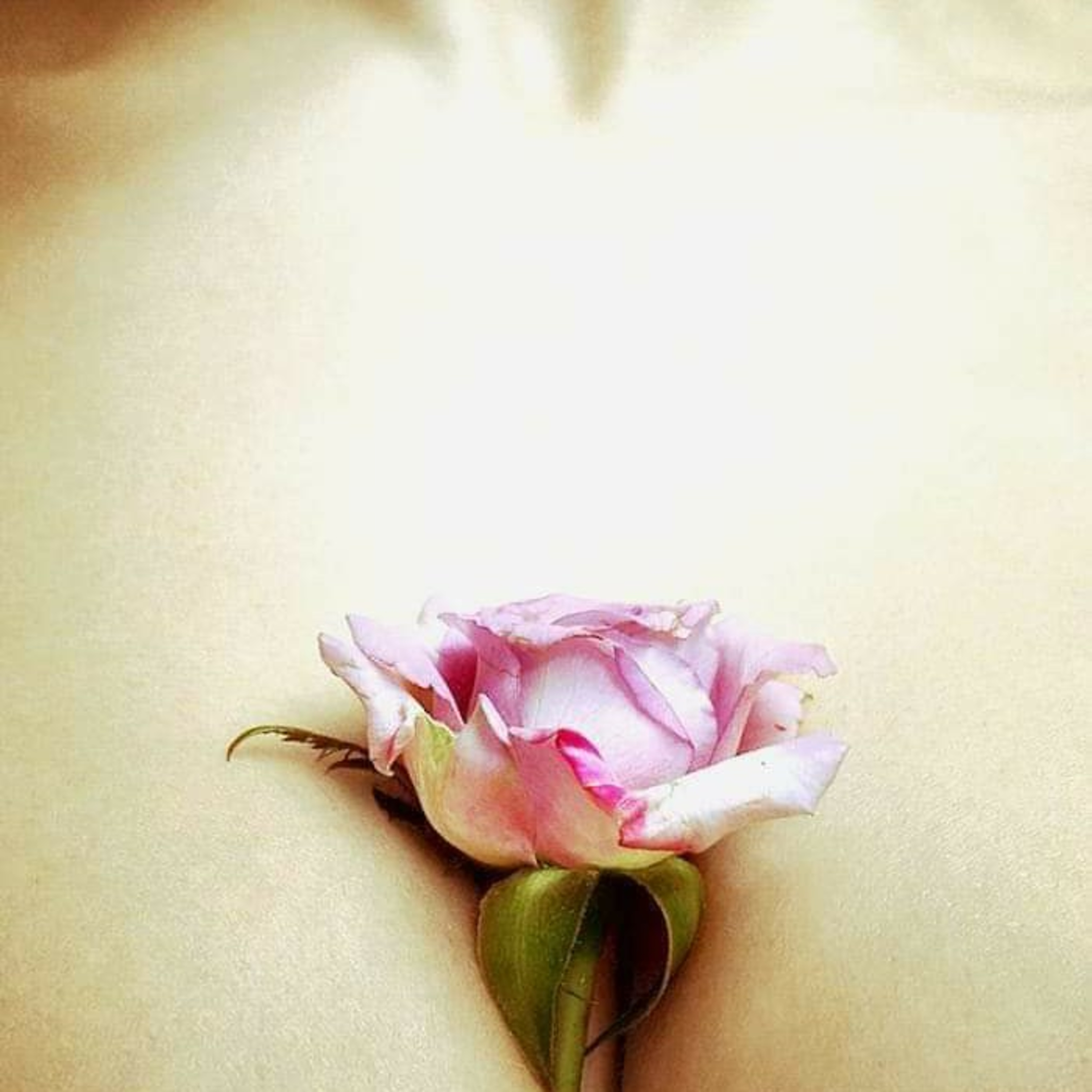 Meditación Activación la Rosa del Corazón  episode artwork