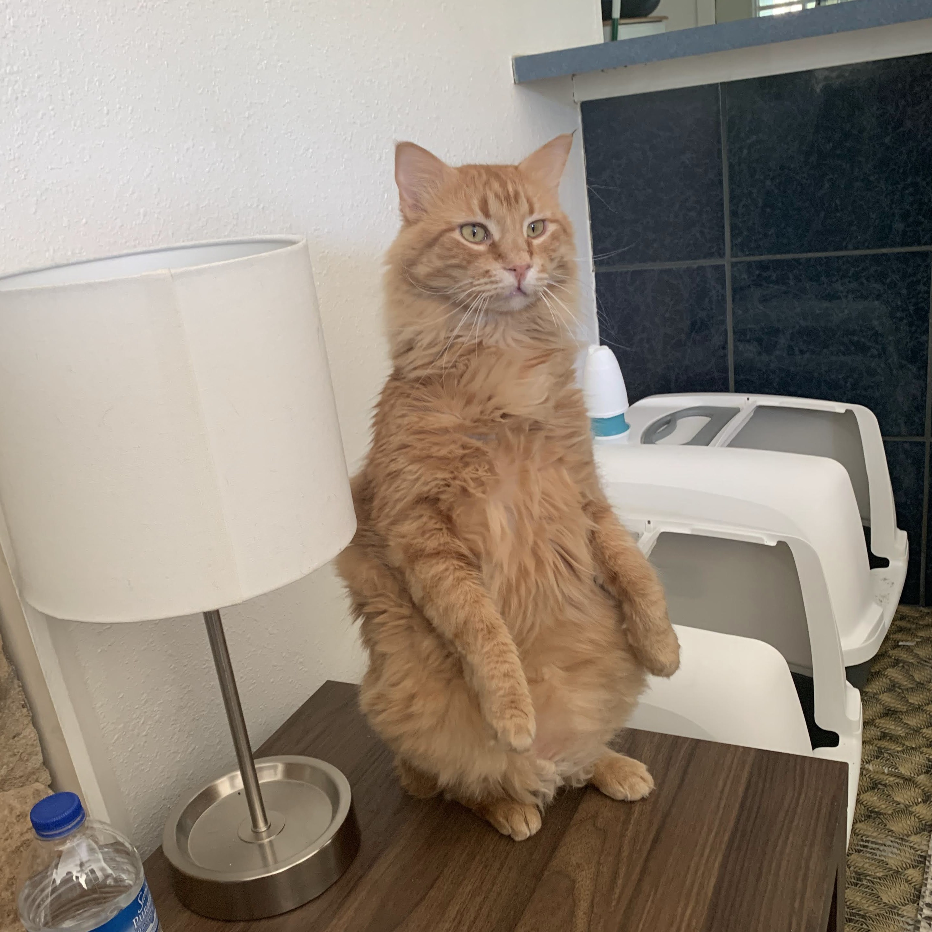 The Adrian Lozano Show