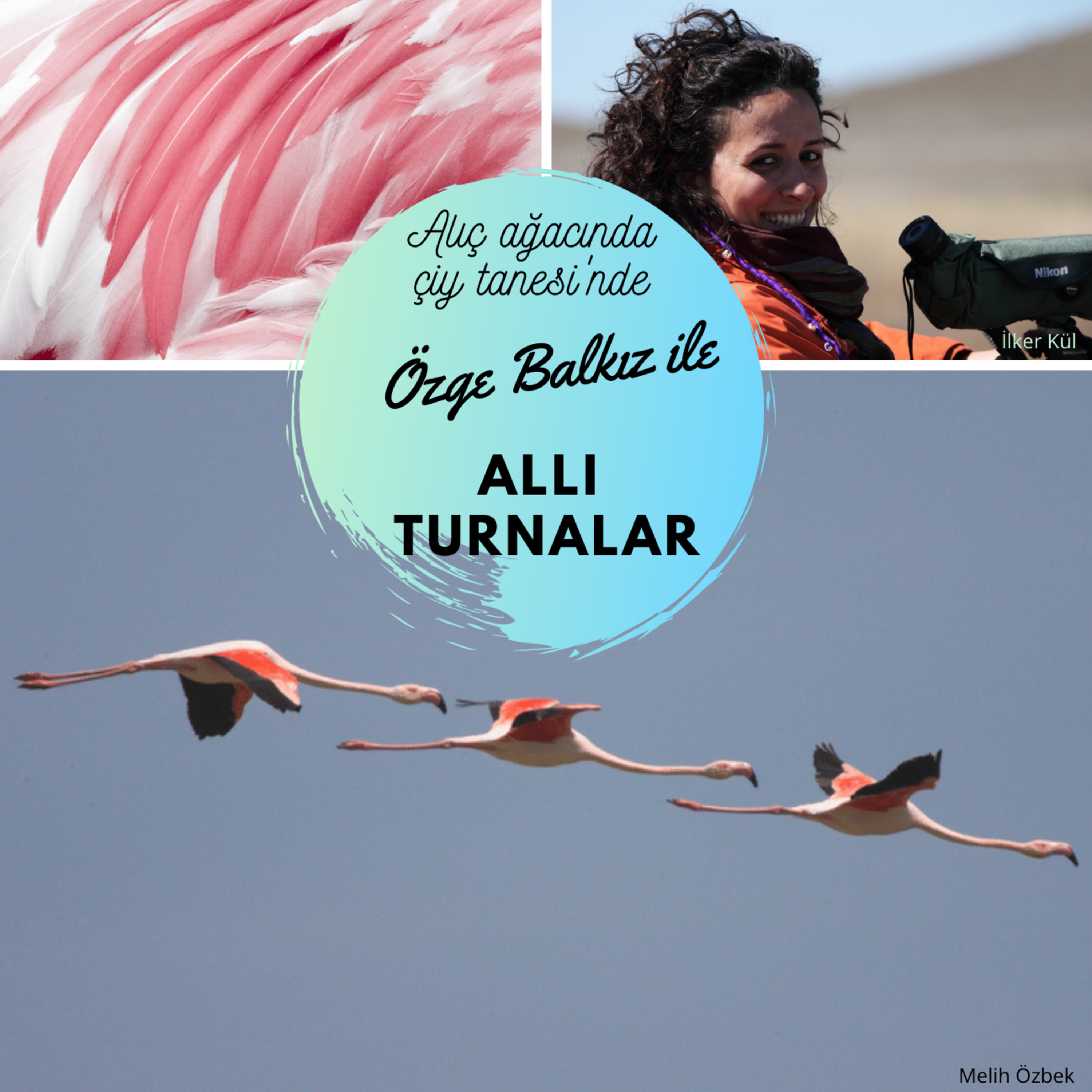 Alıç Ağacı\'nda Çiy Tanesi