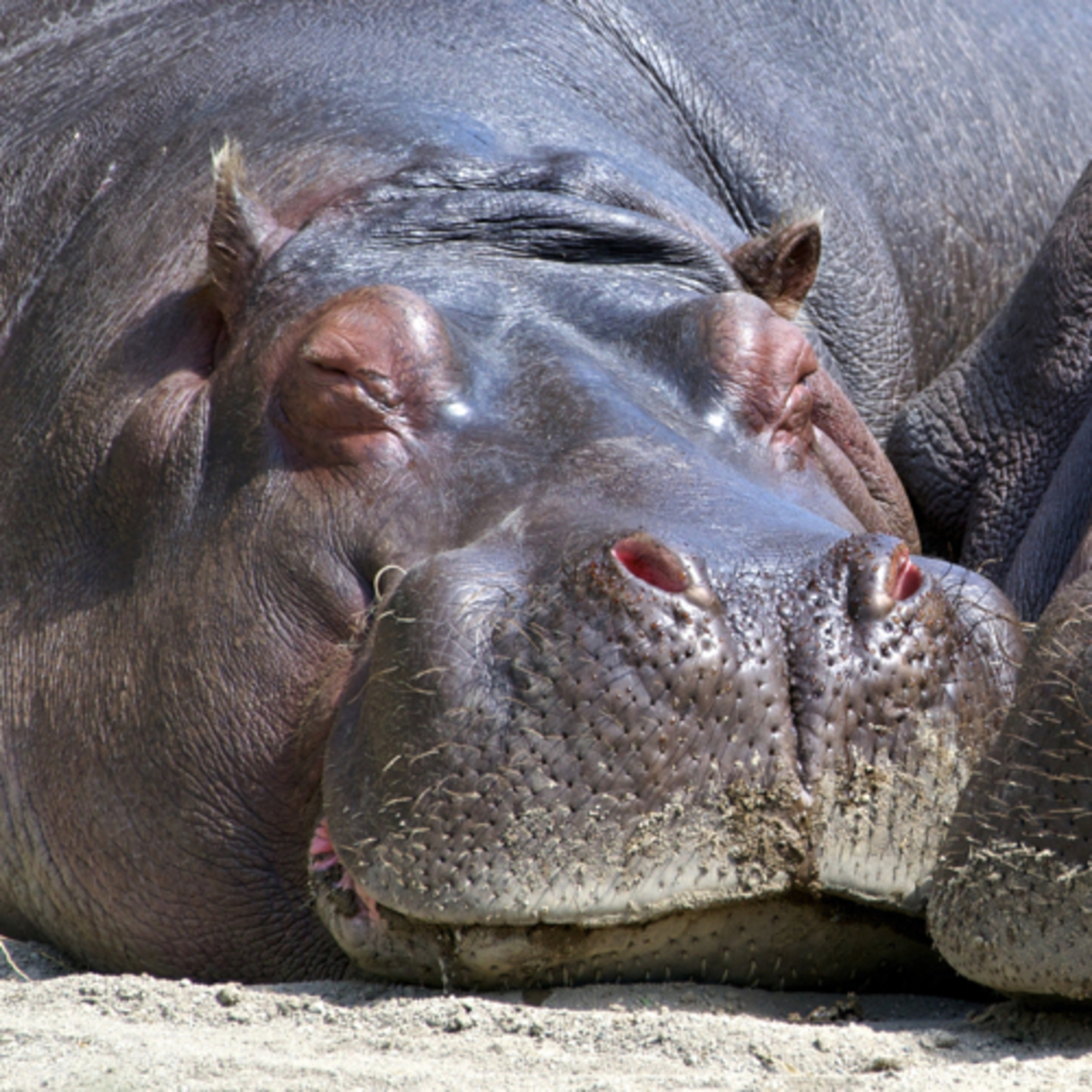 Unbelievable Animals