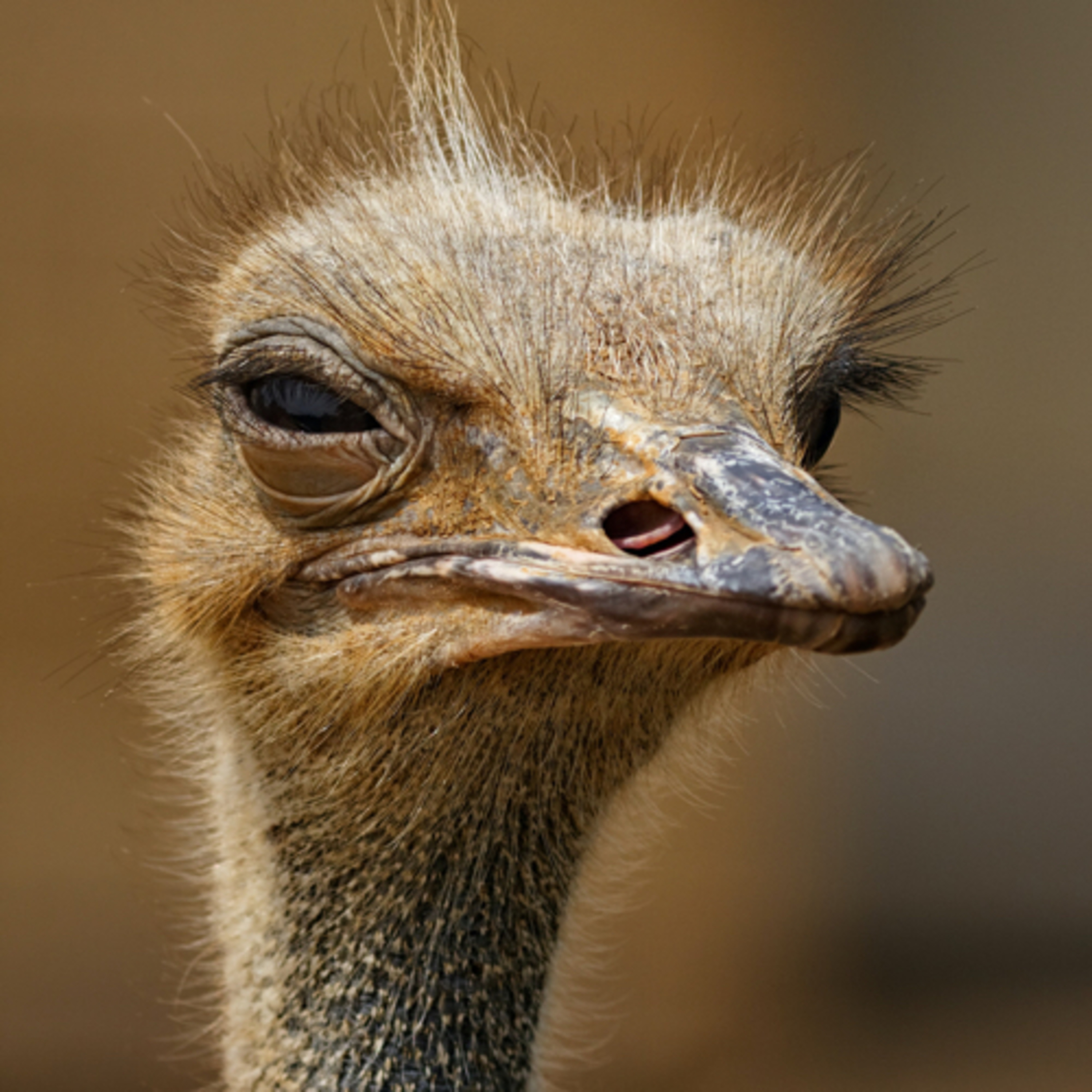 Unbelievable Animals