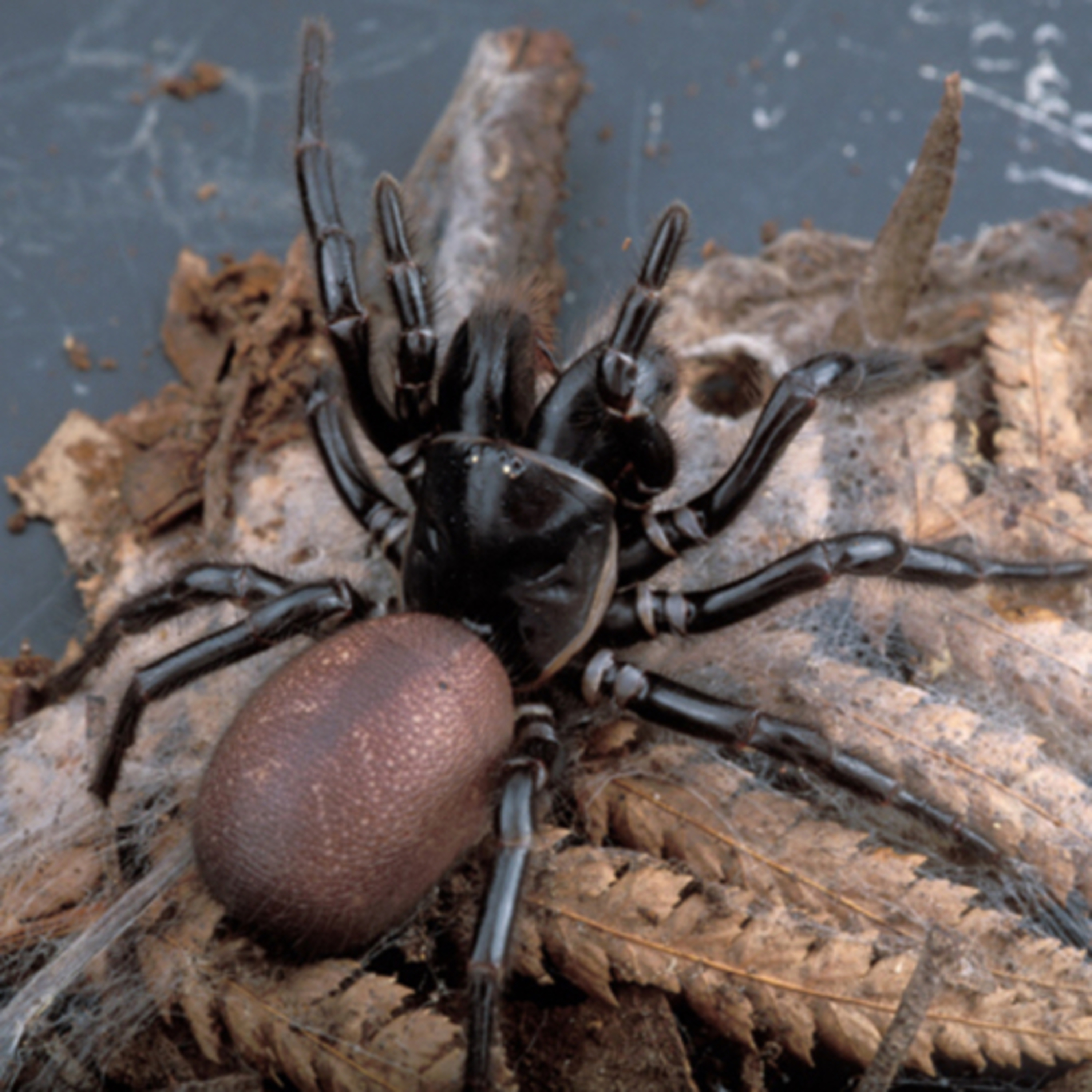 Unbelievable Animals