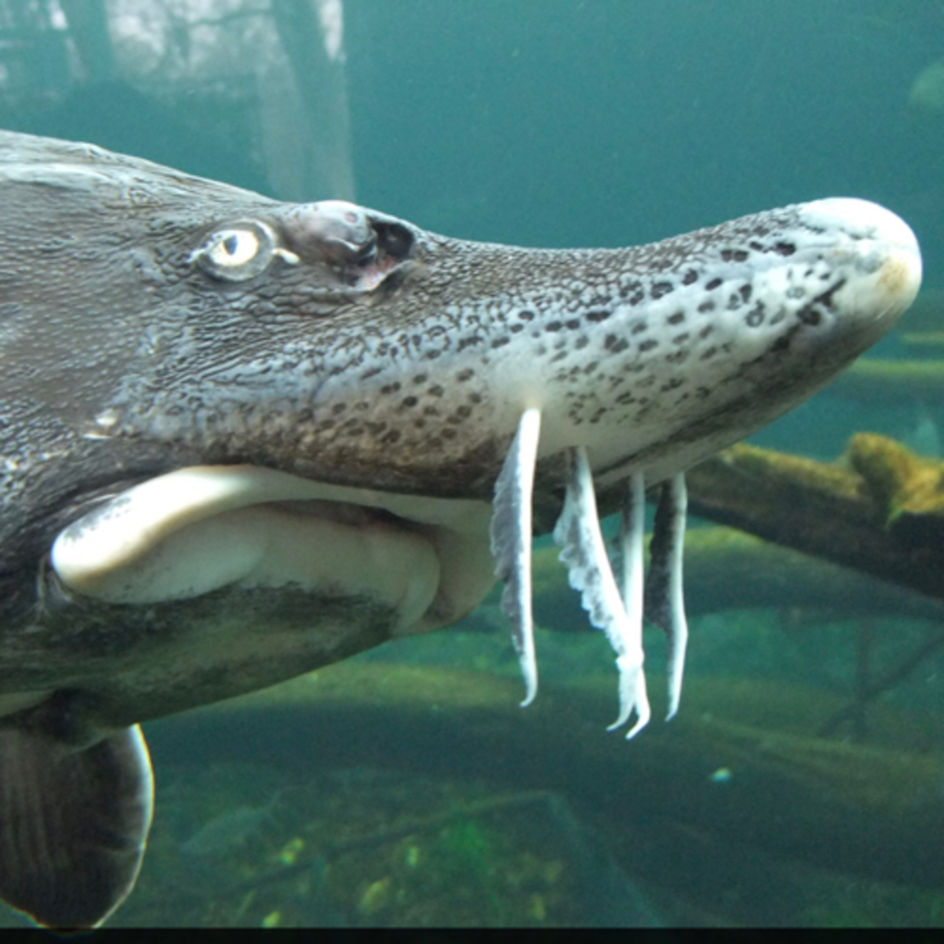 Unbelievable Animals