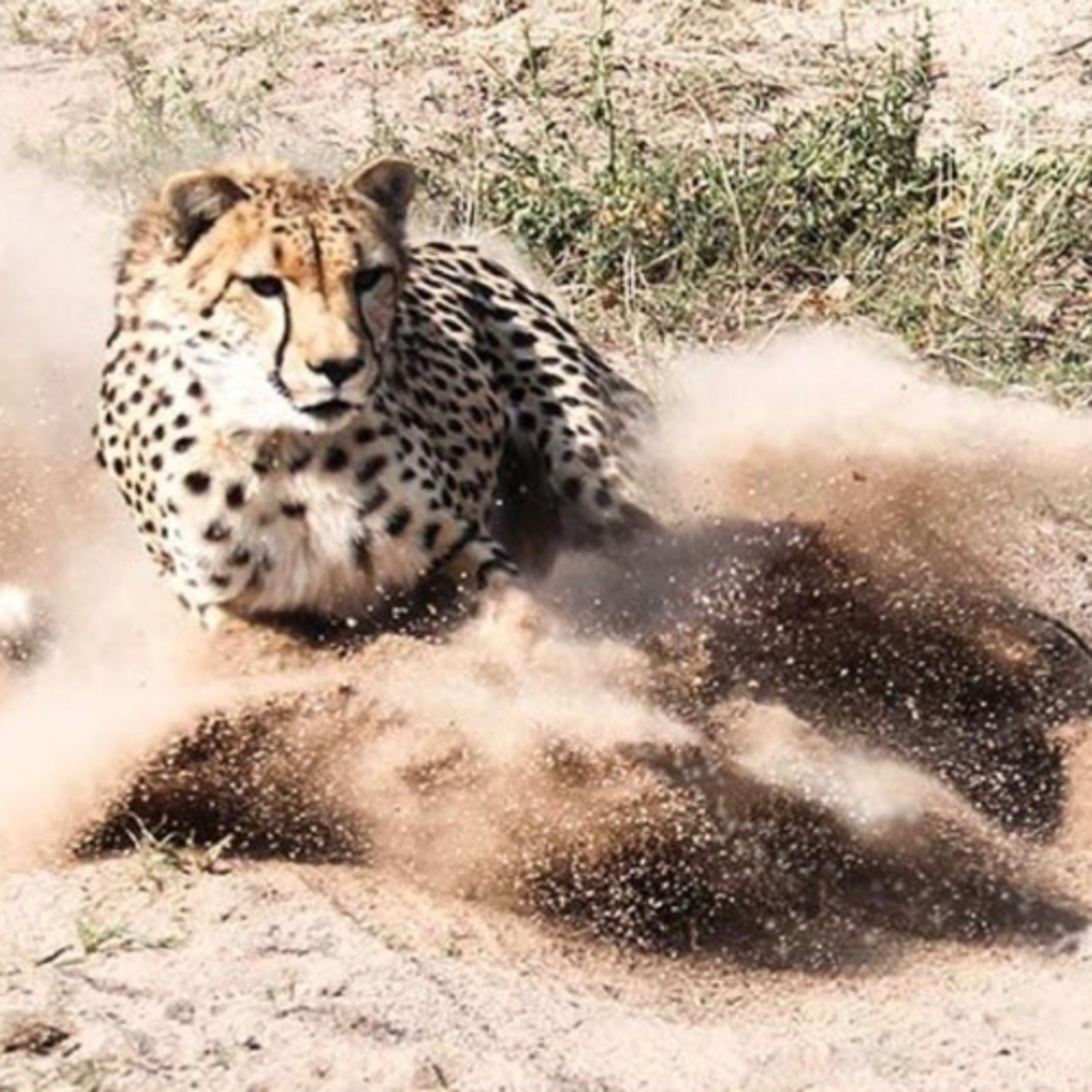 Unbelievable Animals