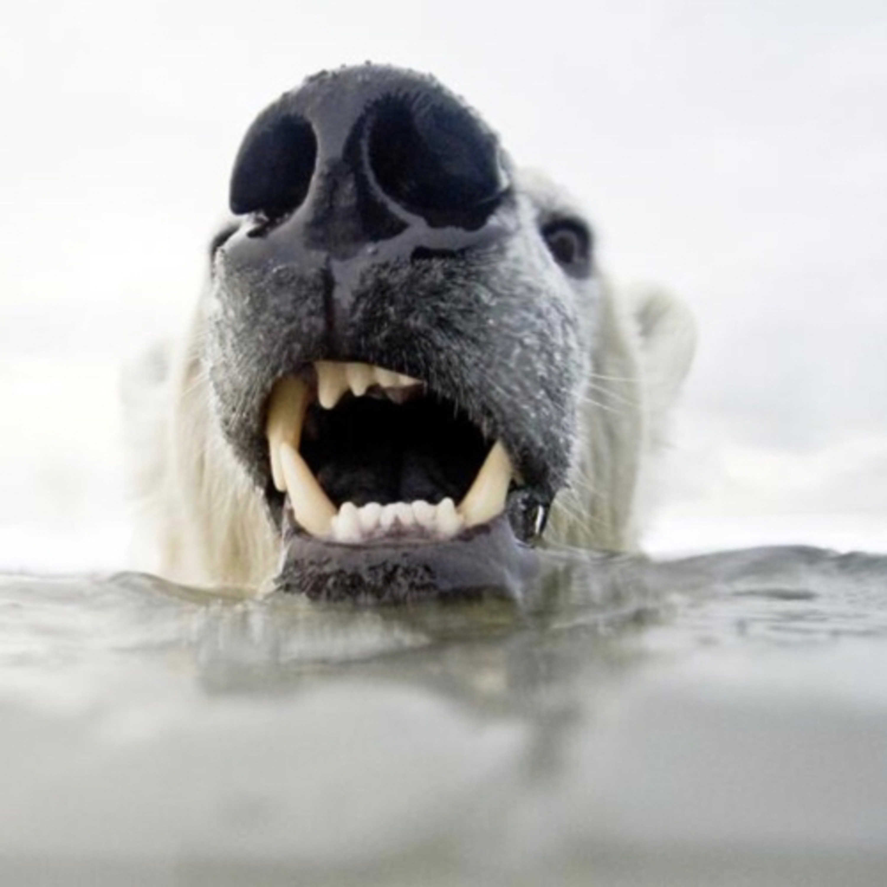 Unbelievable Animals