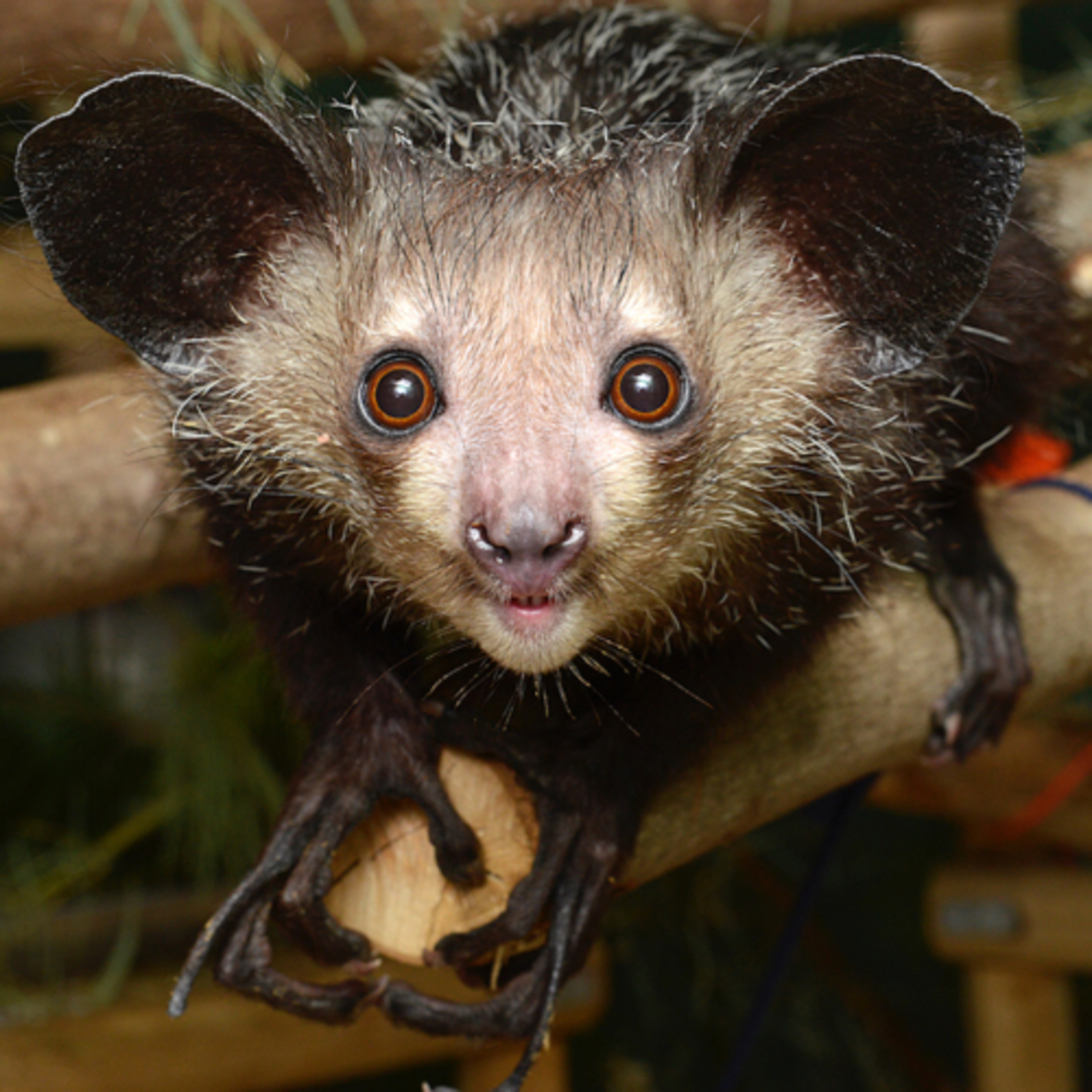 Unbelievable Animals