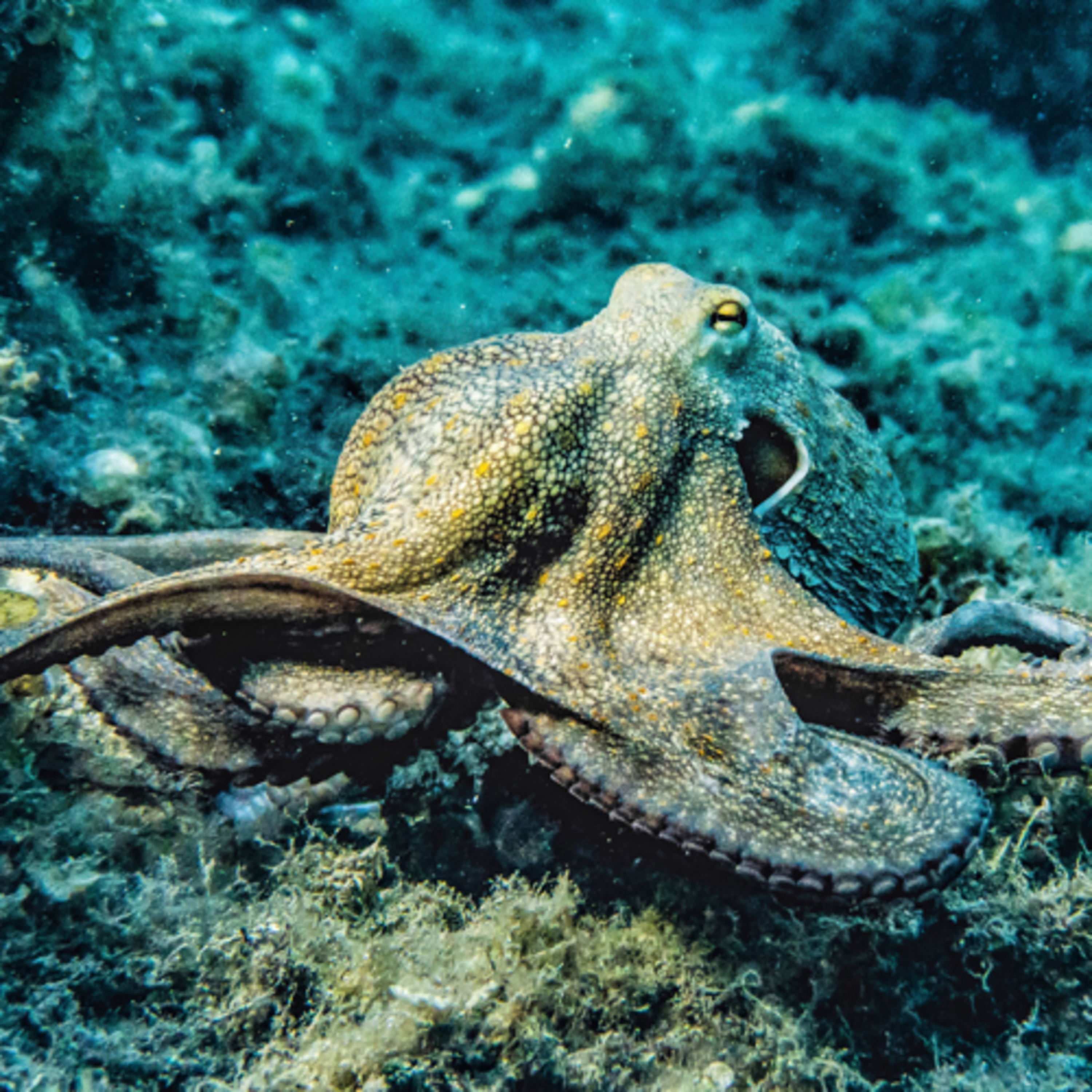 Unbelievable Animals