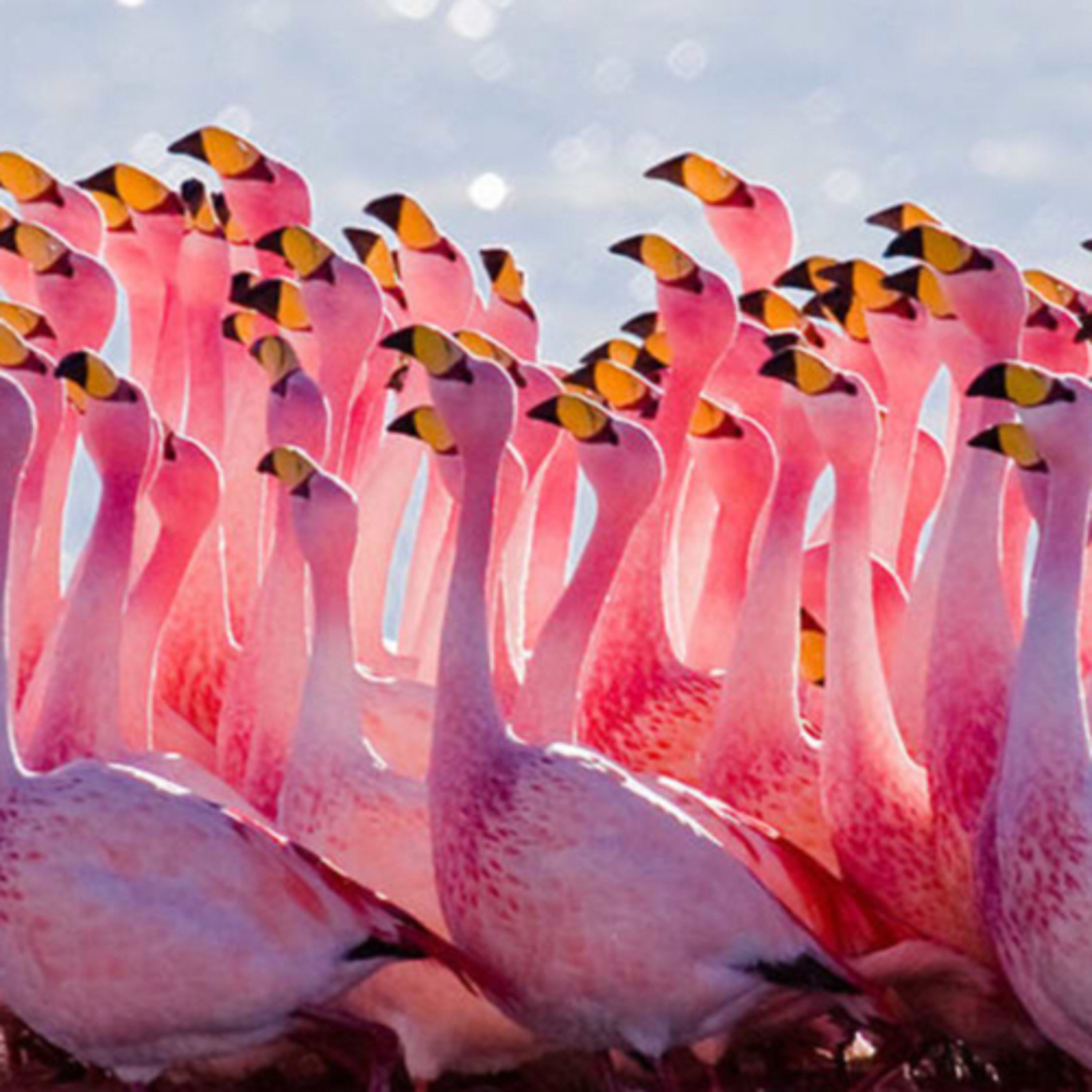 Unbelievable Animals