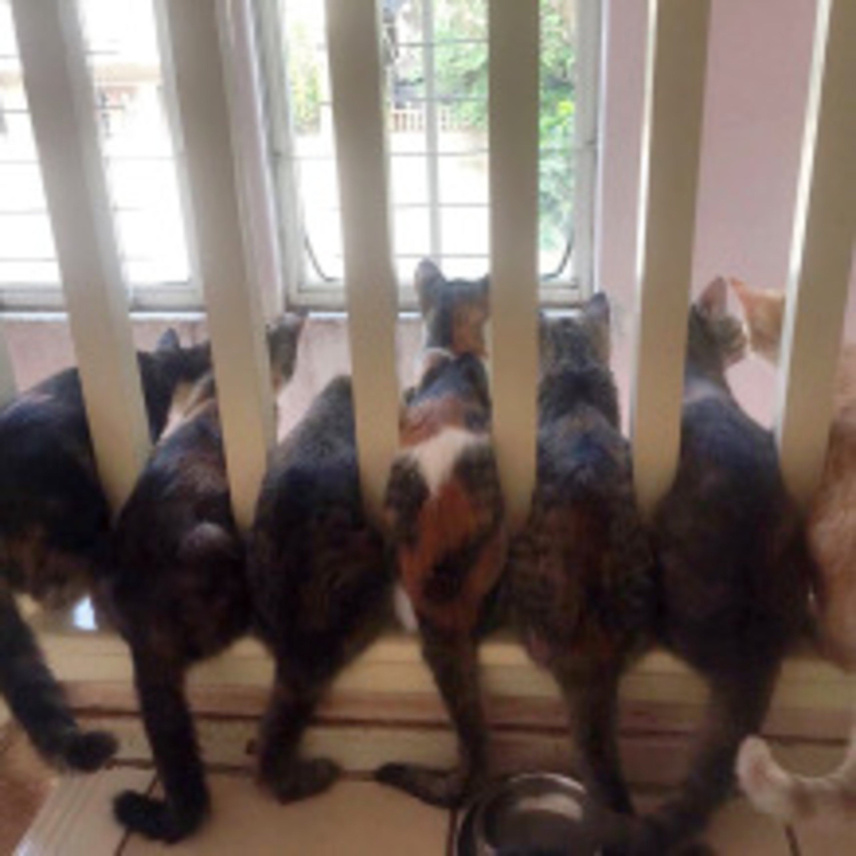 MyReCats