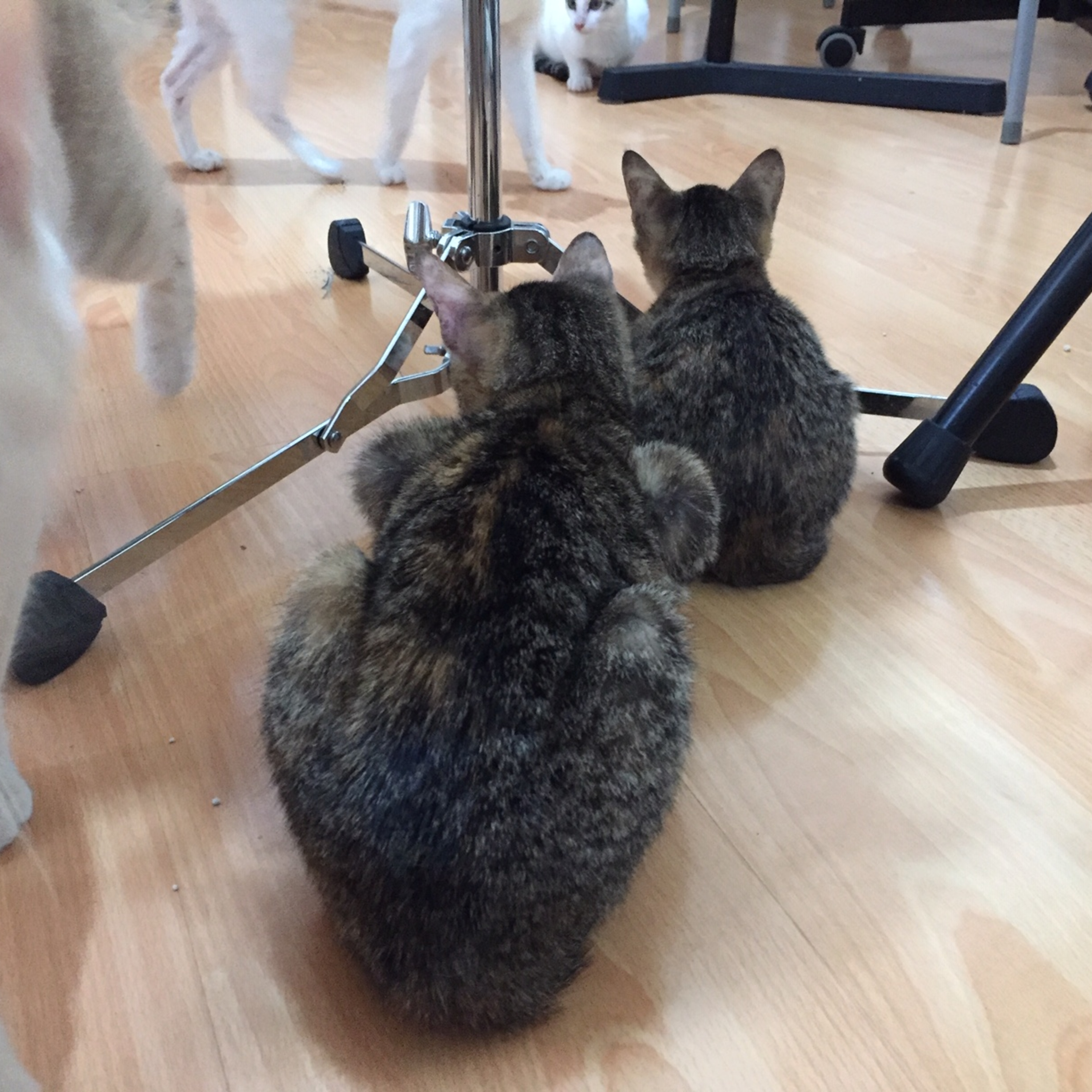 MyReCats