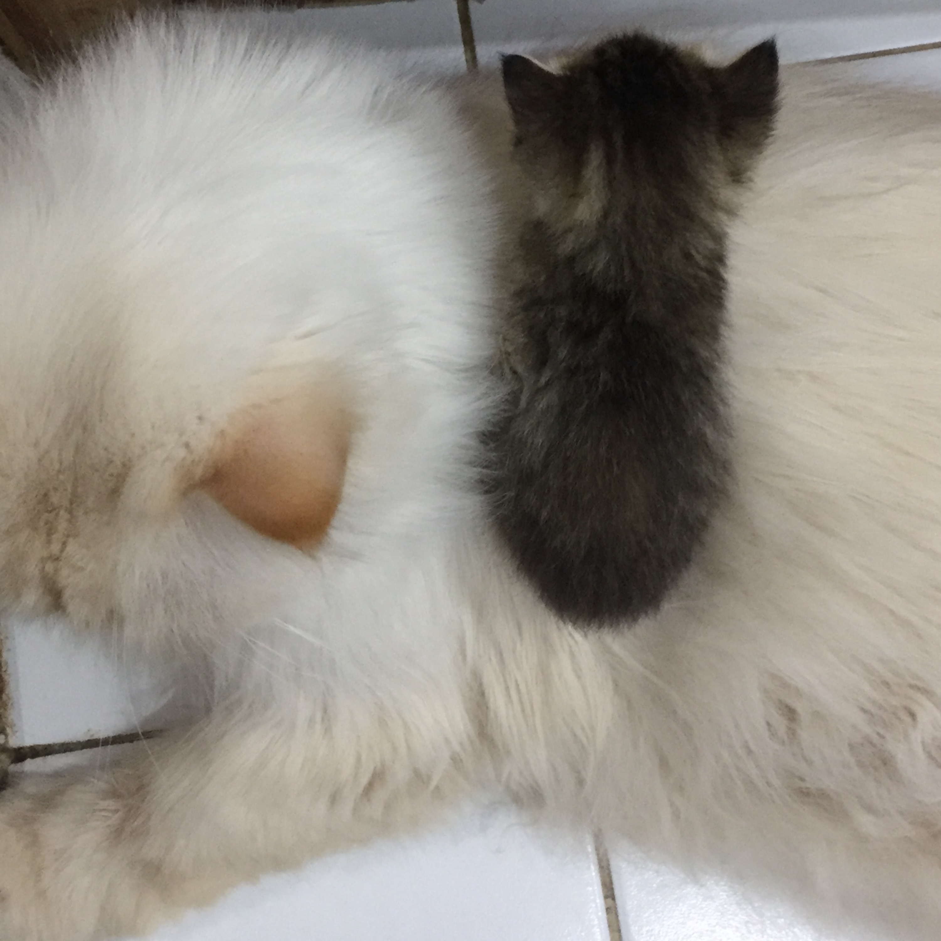 MyReCats