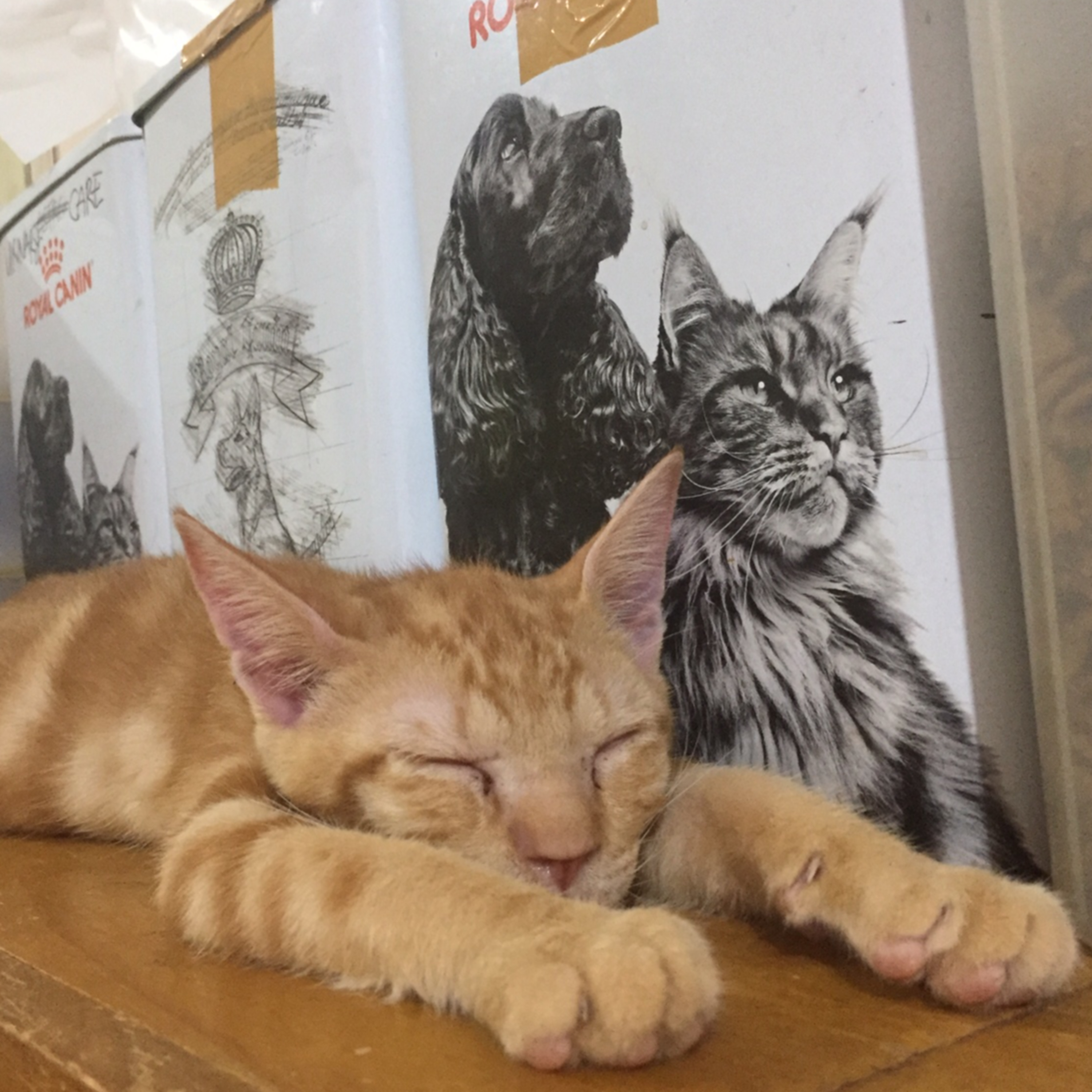 MyReCats