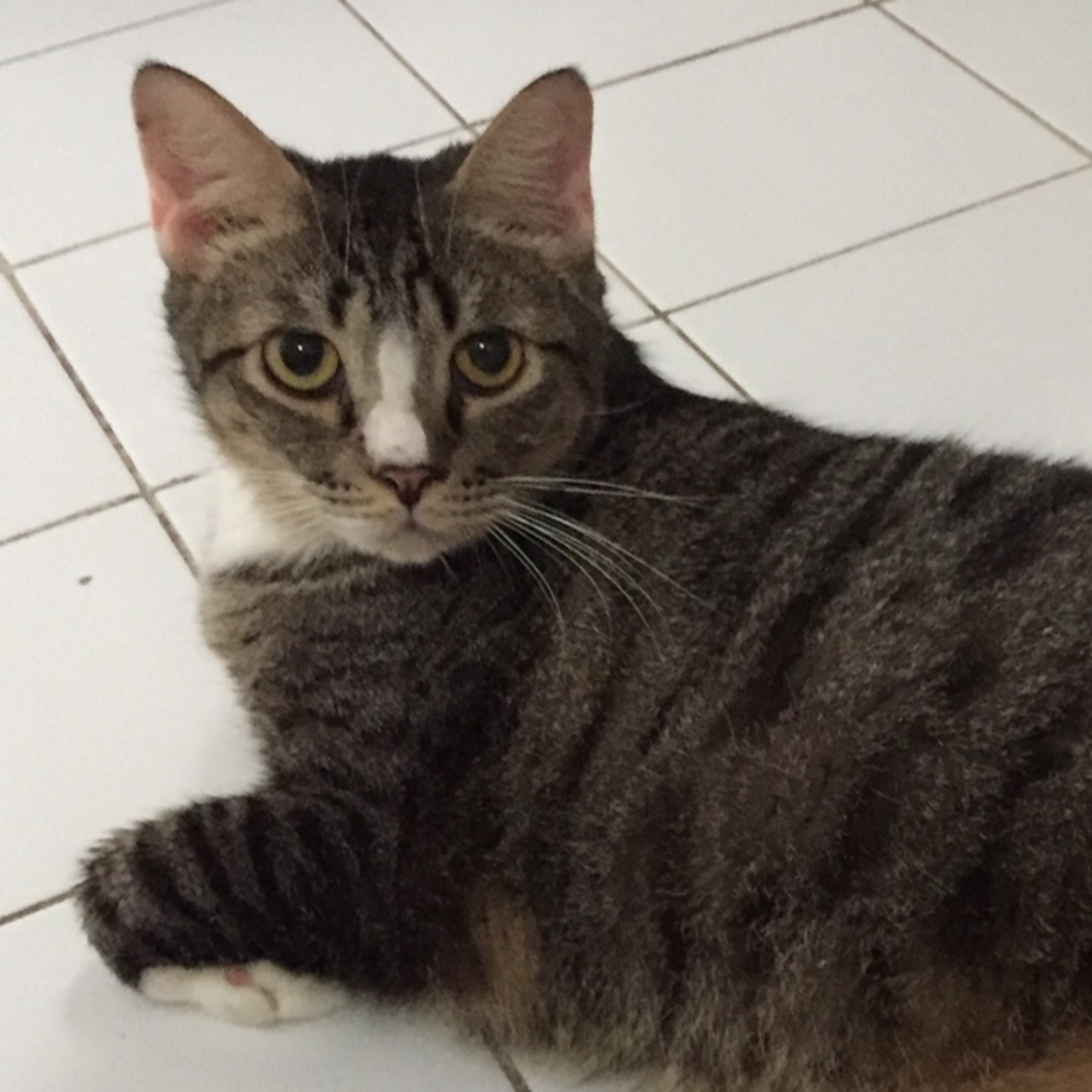 MyReCats