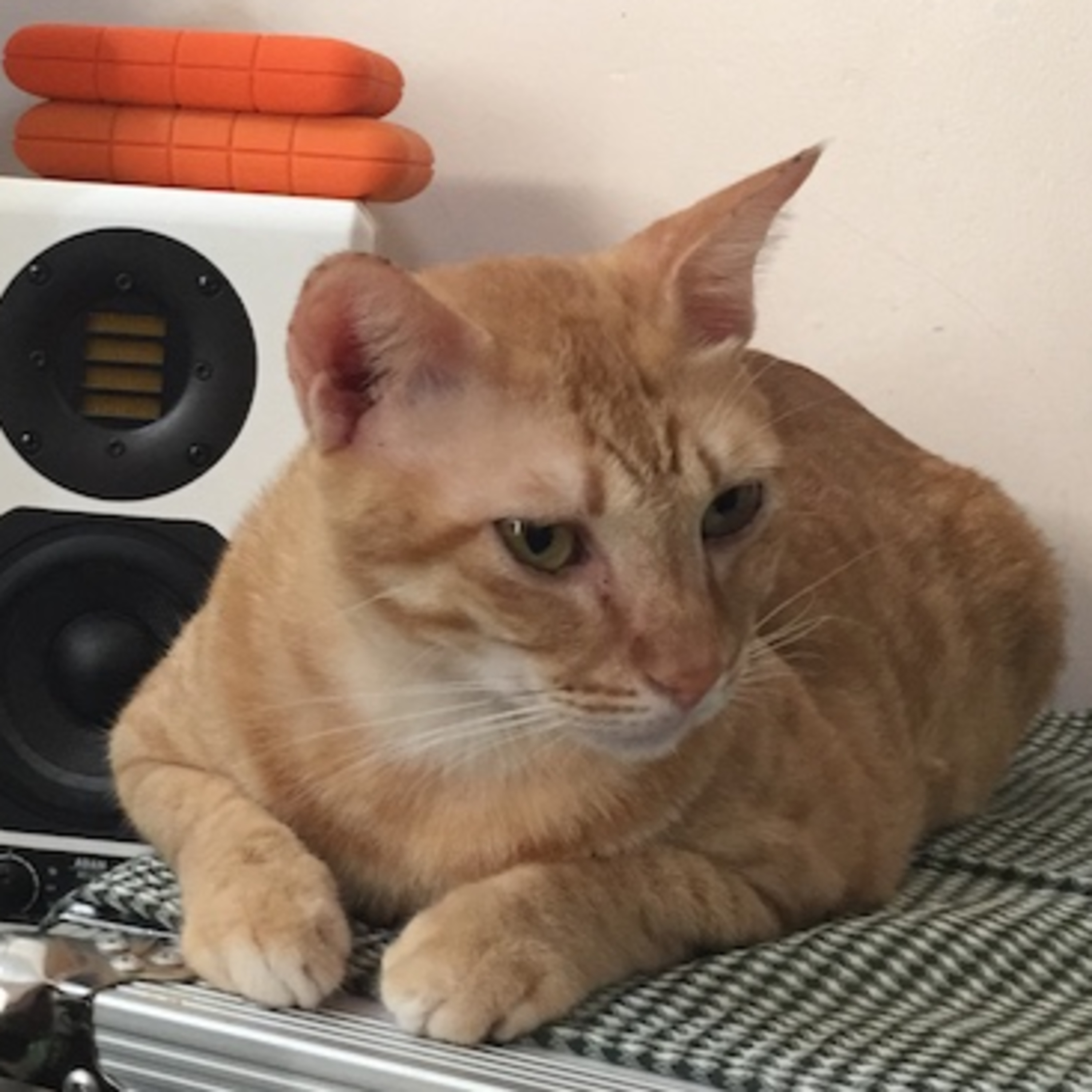 MyReCats
