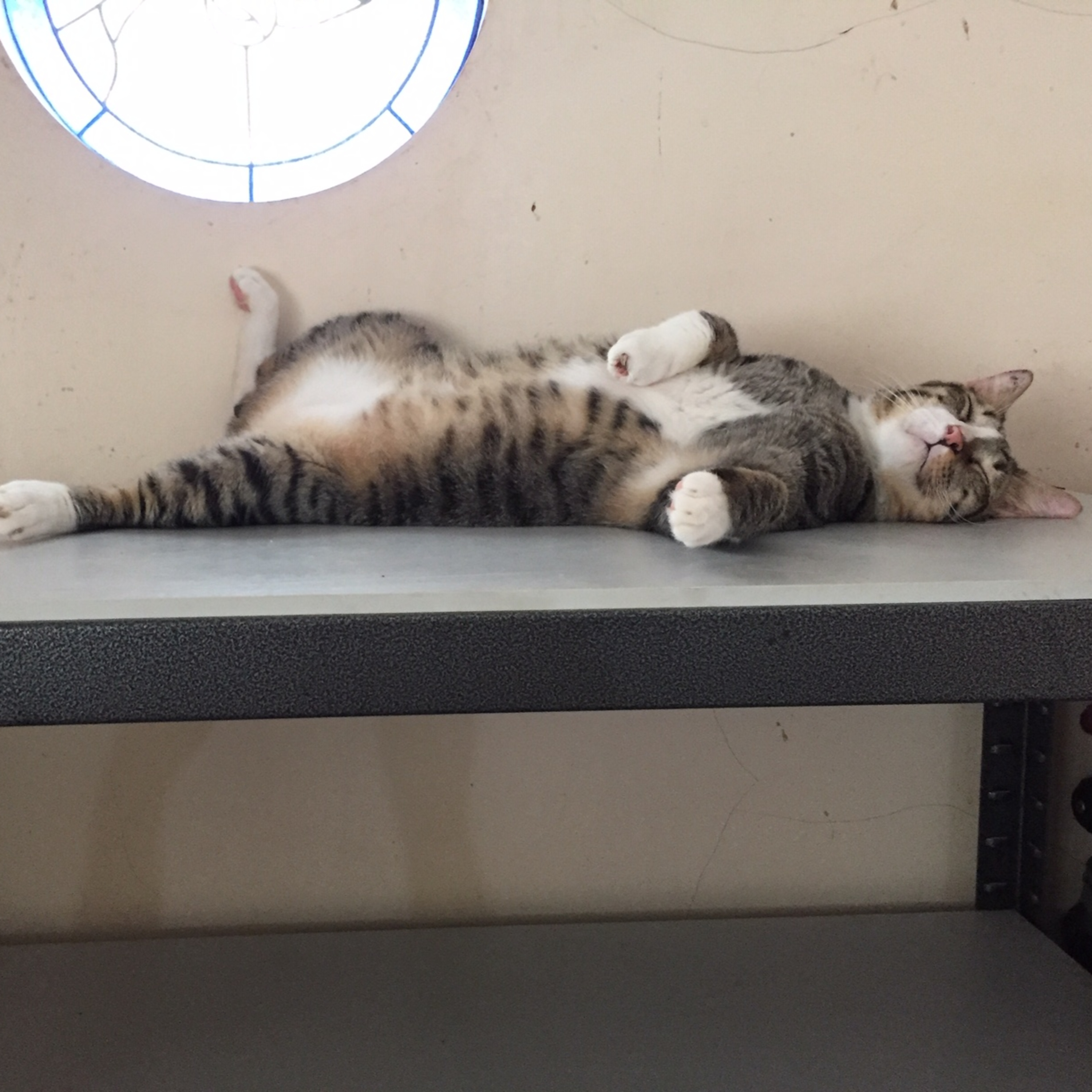 MyReCats