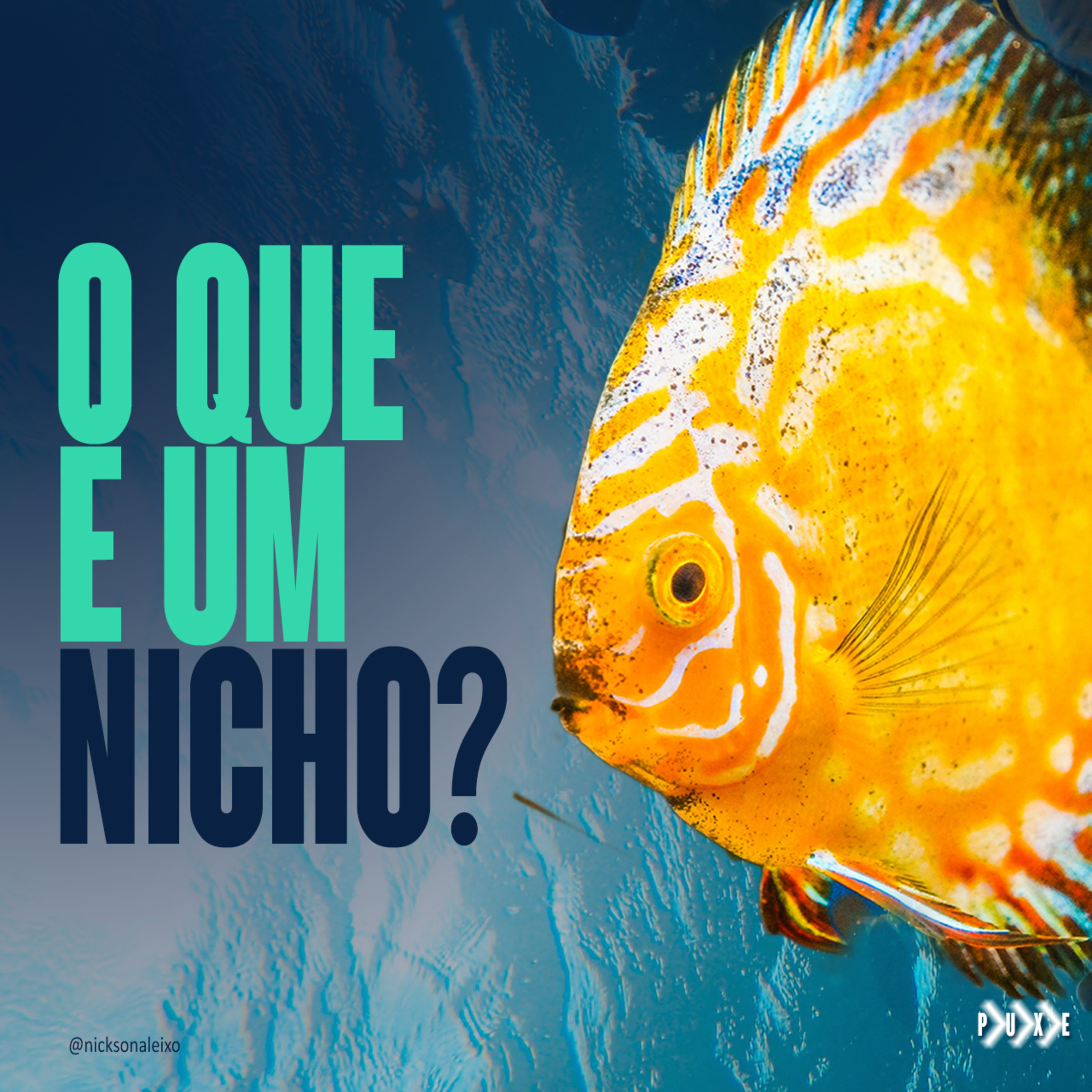 O QUE É UM NICHO?
