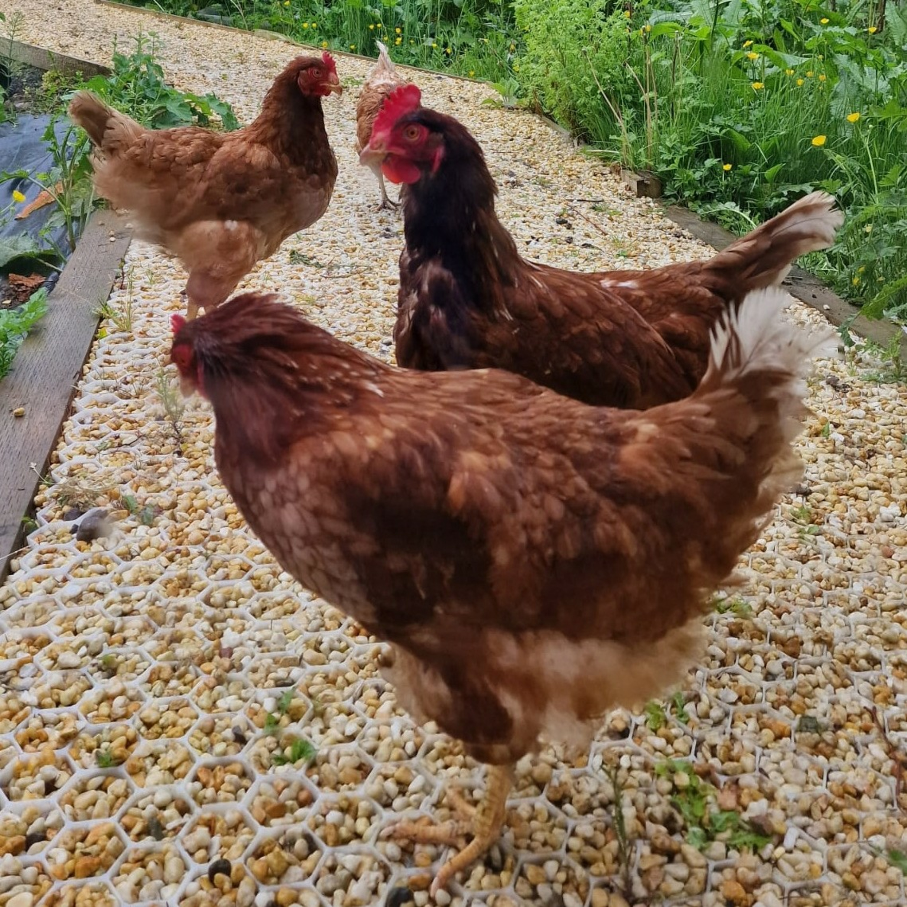 46☆30☆96 Music and chat from Eastern Fife, with BLOD, Don Cherry, Ben Birch and more x