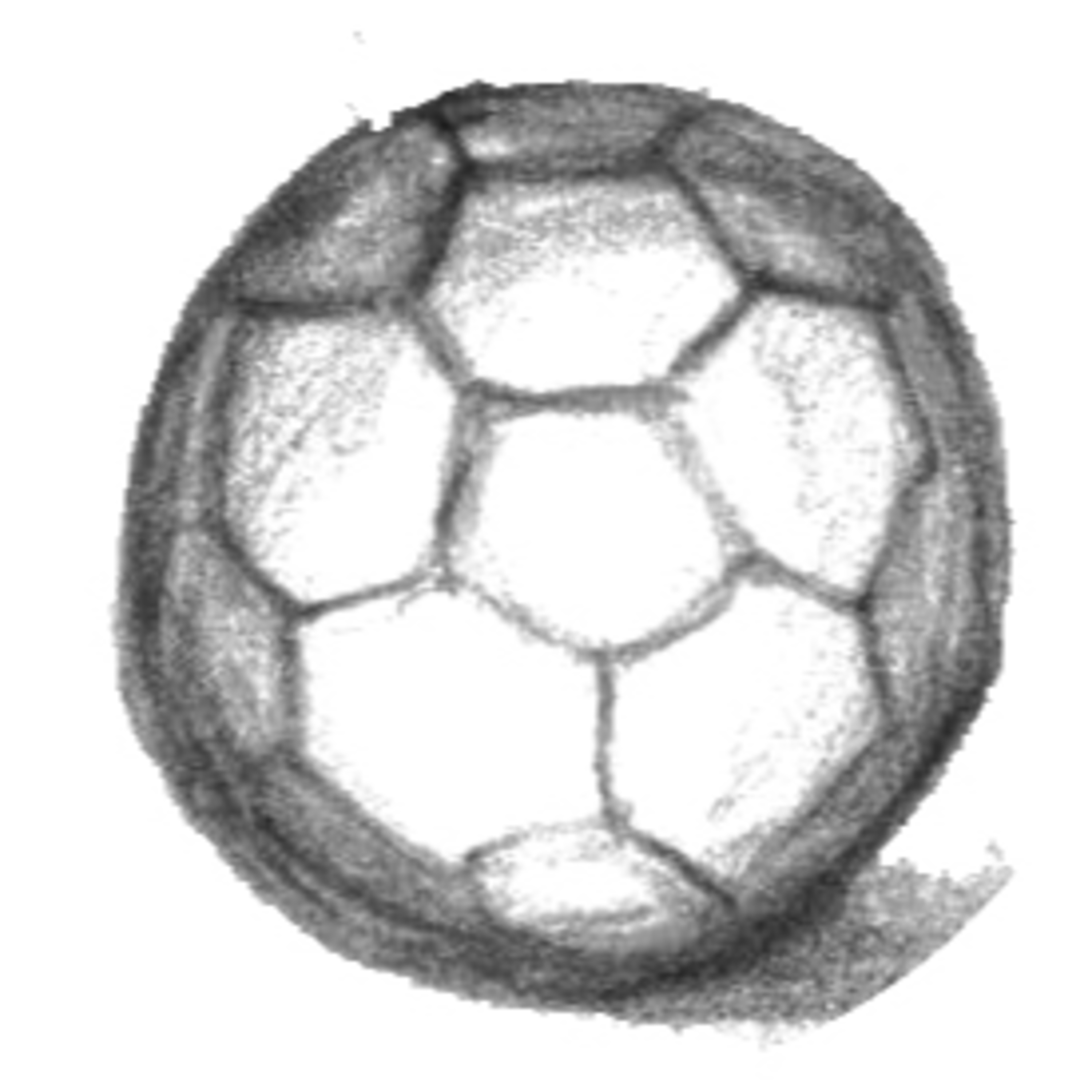 Cooperativa del Libro