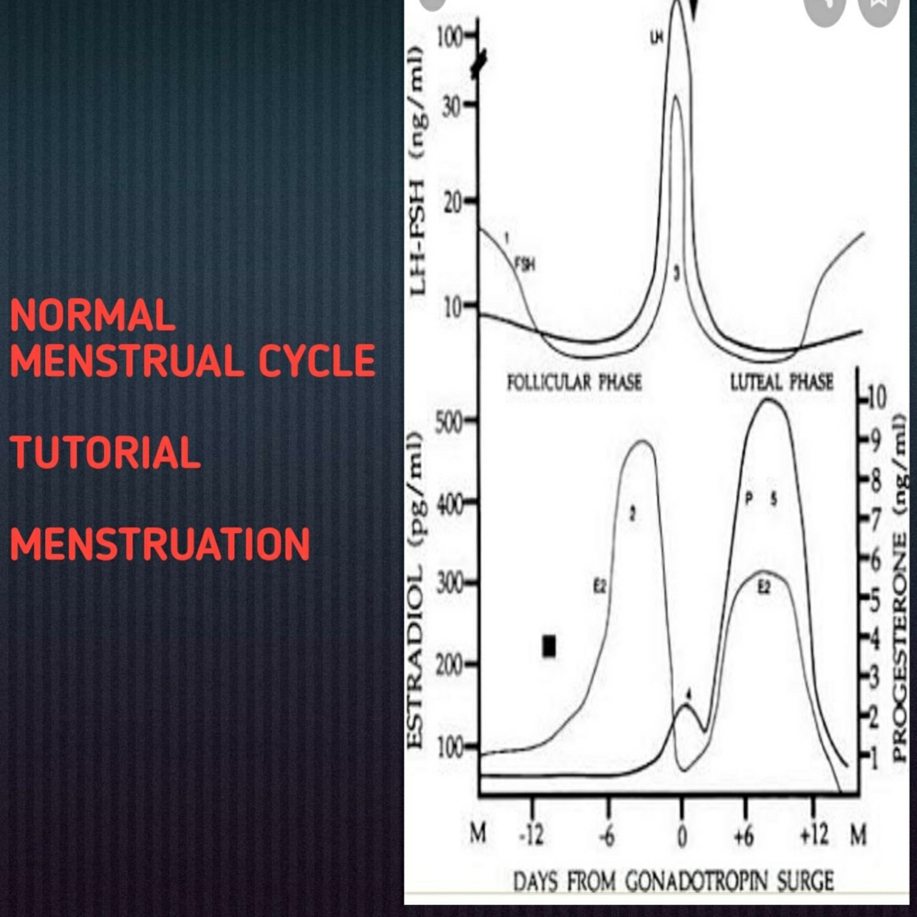 Normal Menstrual Cycle  episode artwork