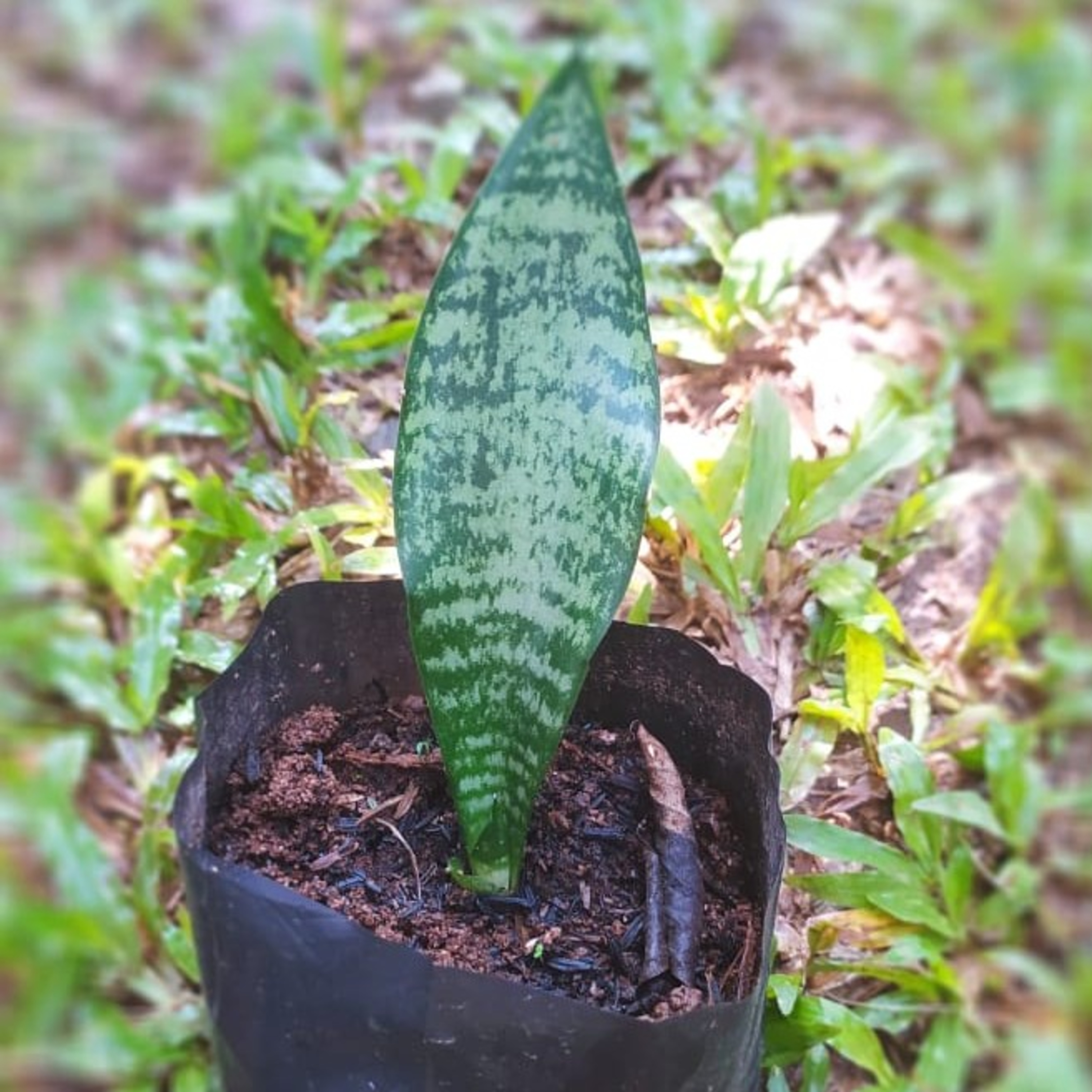 Caritana Kangbugi