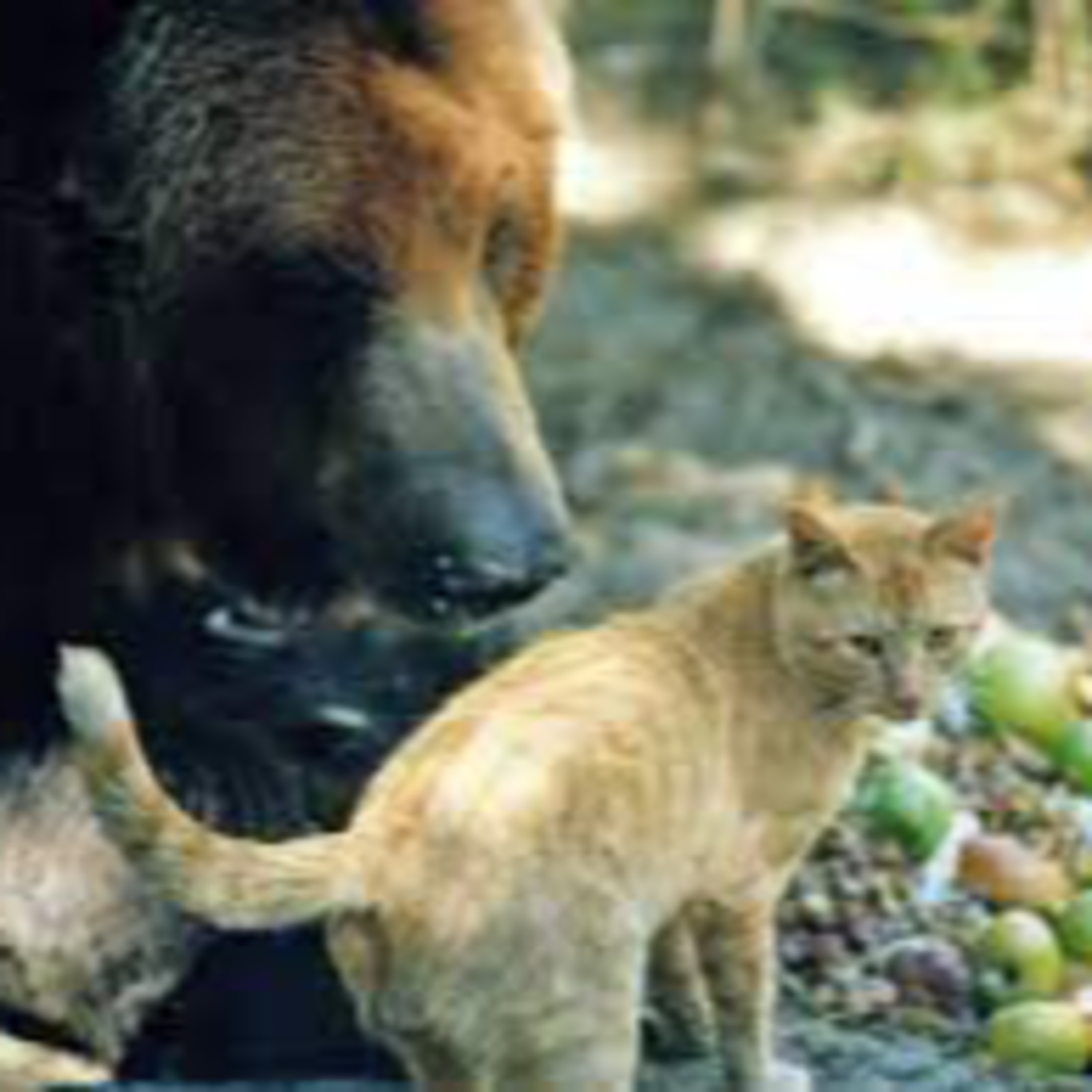Aseop Fables: The Explorers and the Bear & Belling the Cat episode artwork