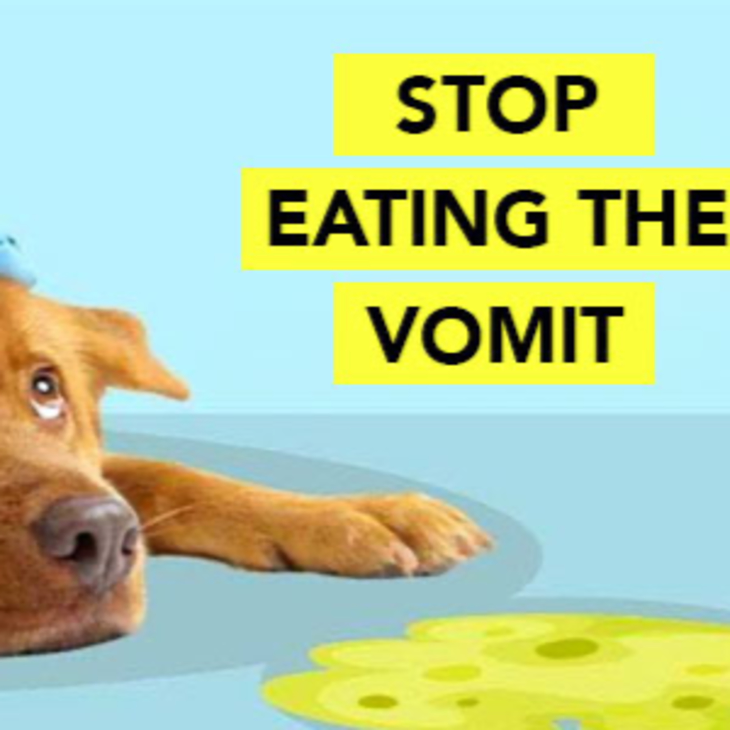 Stop Eating the Vomit episode artwork