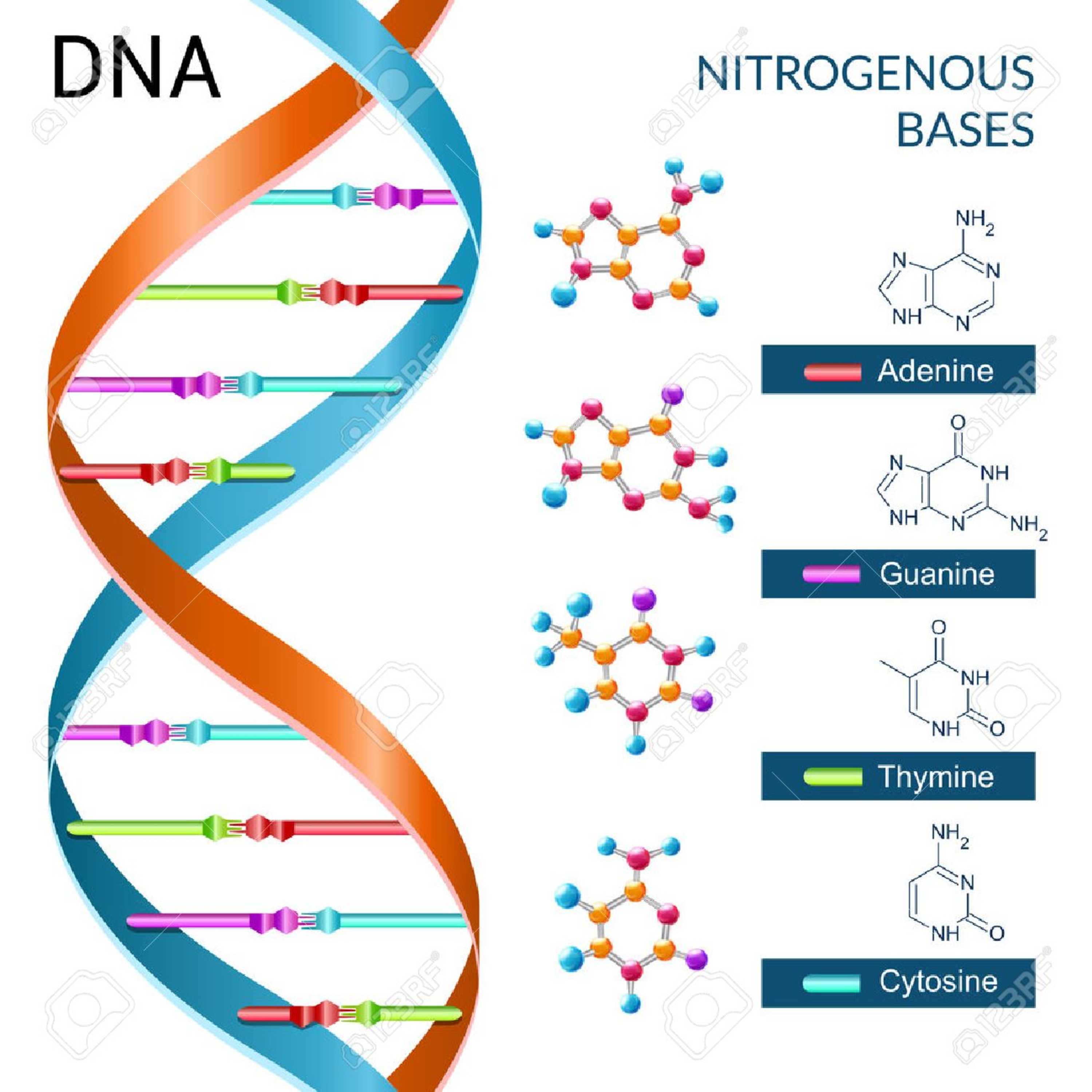 NUTRIGENETIC CORPORATION