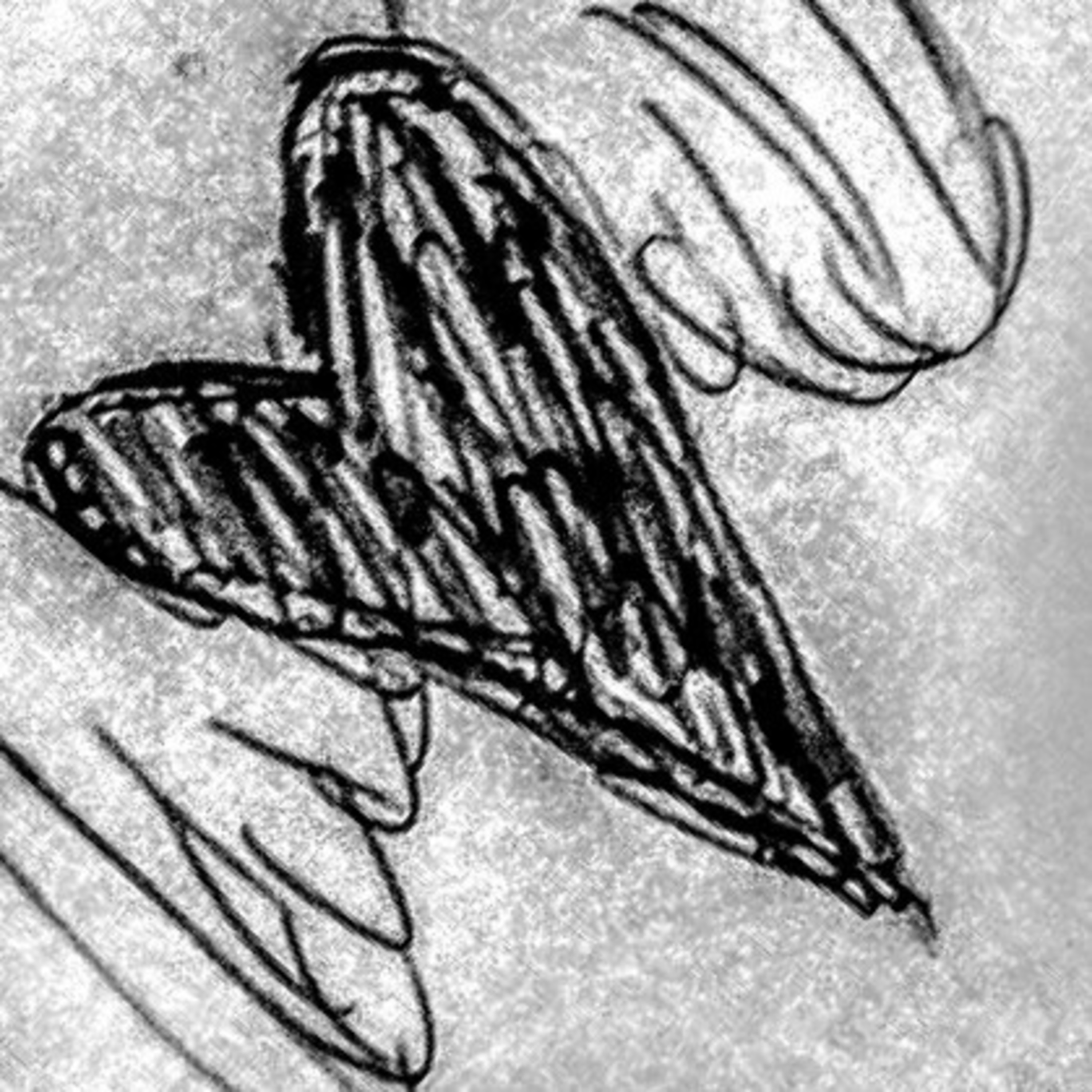 The Recluse Ruminations