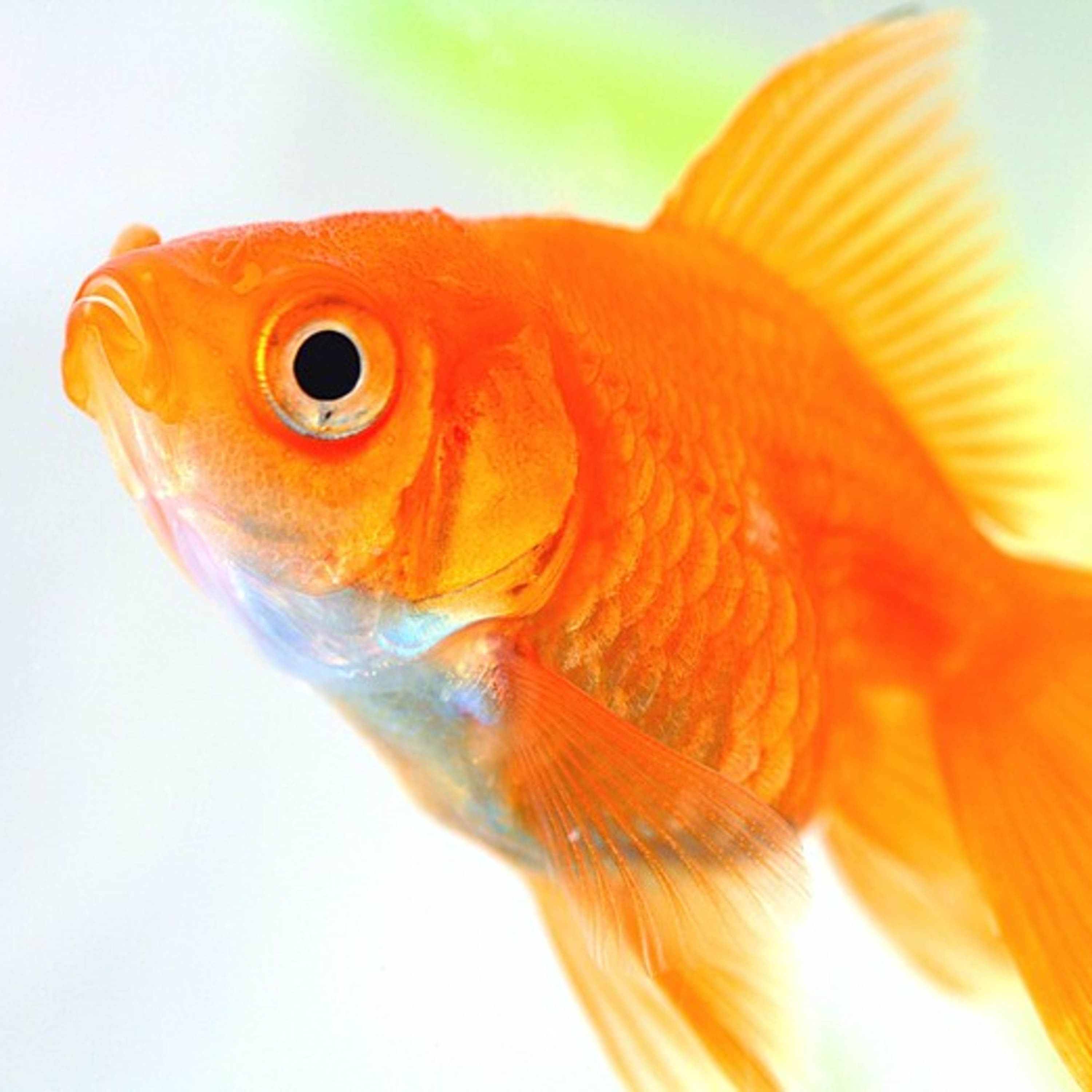 GOLDFISH in SHAZAM (2019)