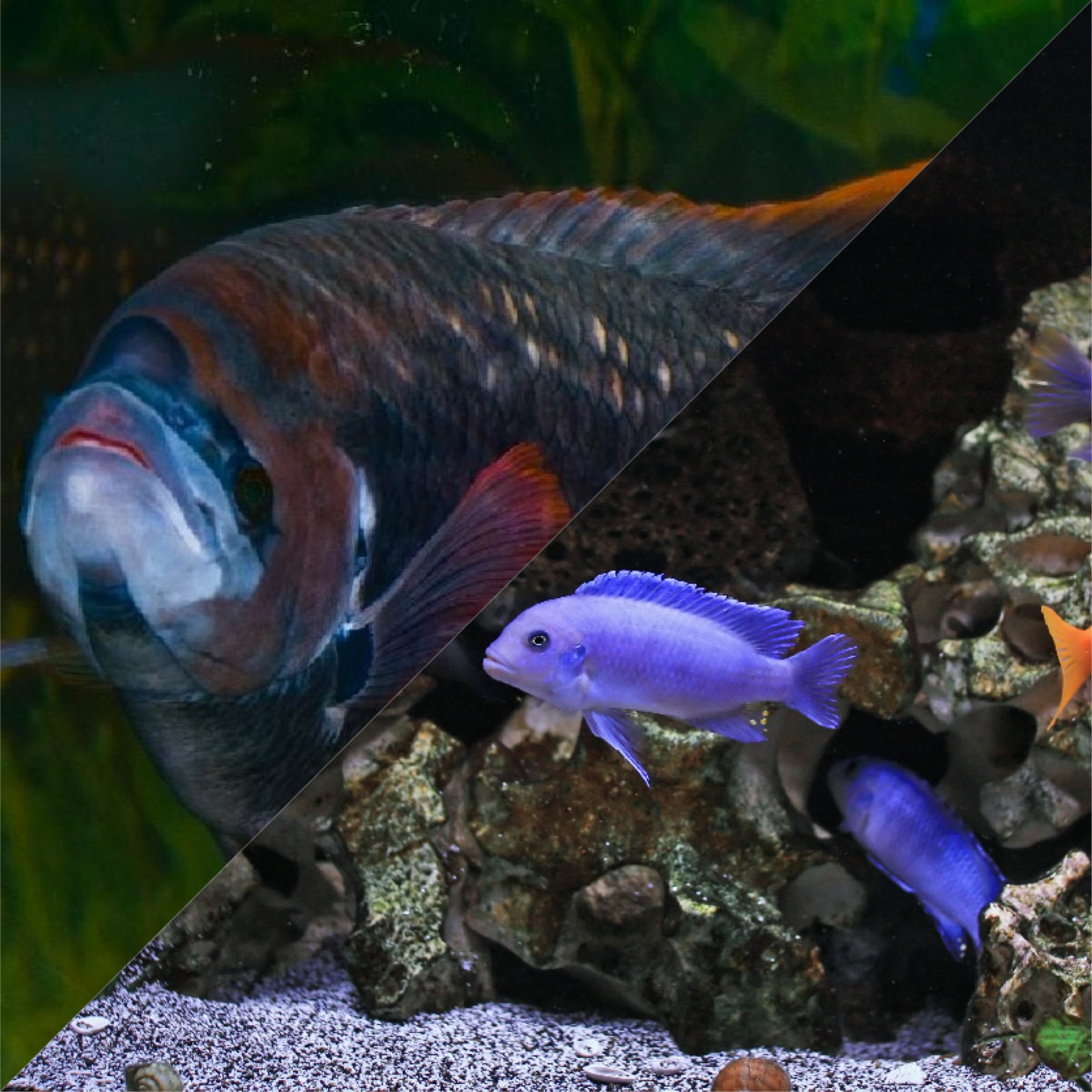 GIANT GOURAMIS & CICHLIDS in IT CHAPTER 2 (2019)
