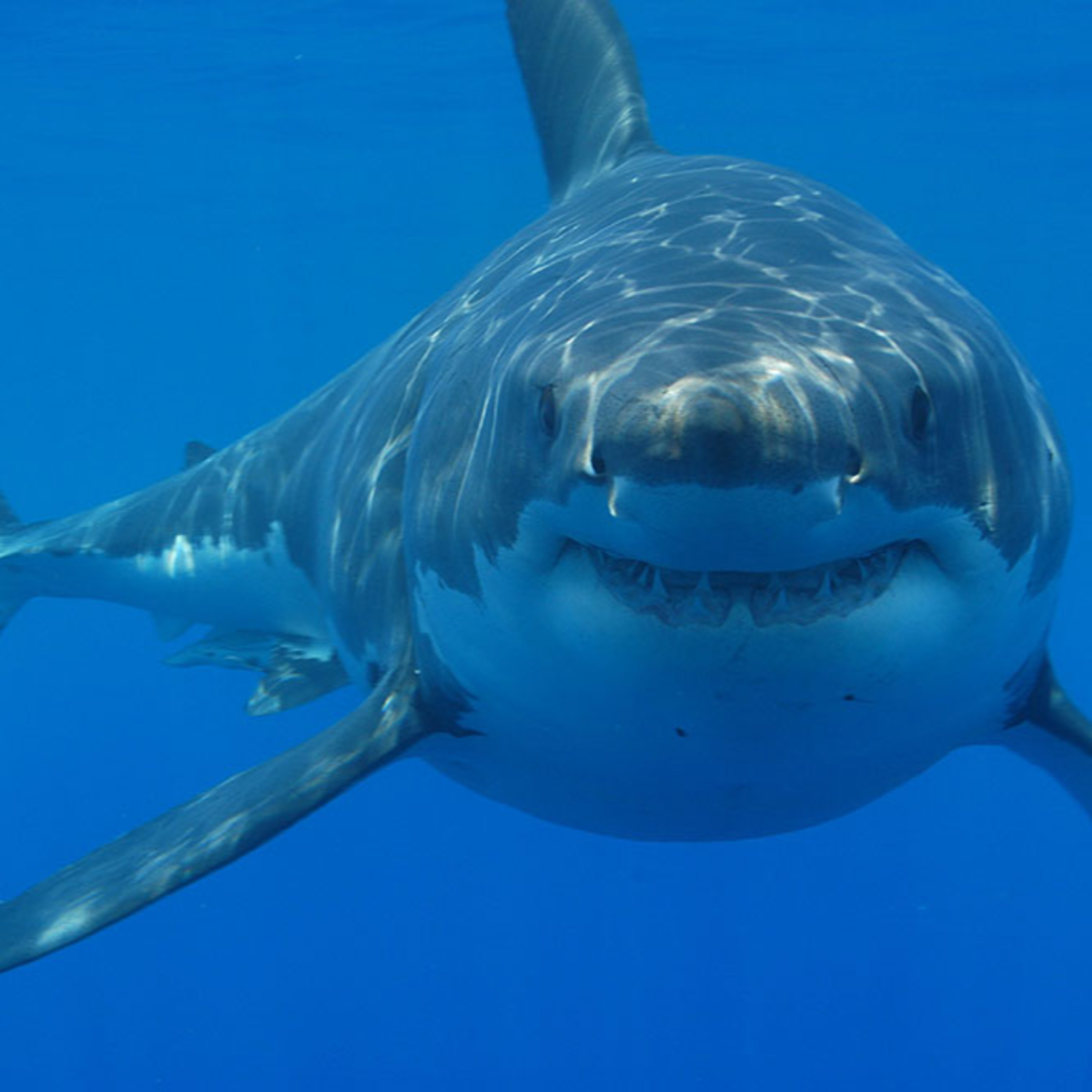 SHARKS in JAWS (1975)
